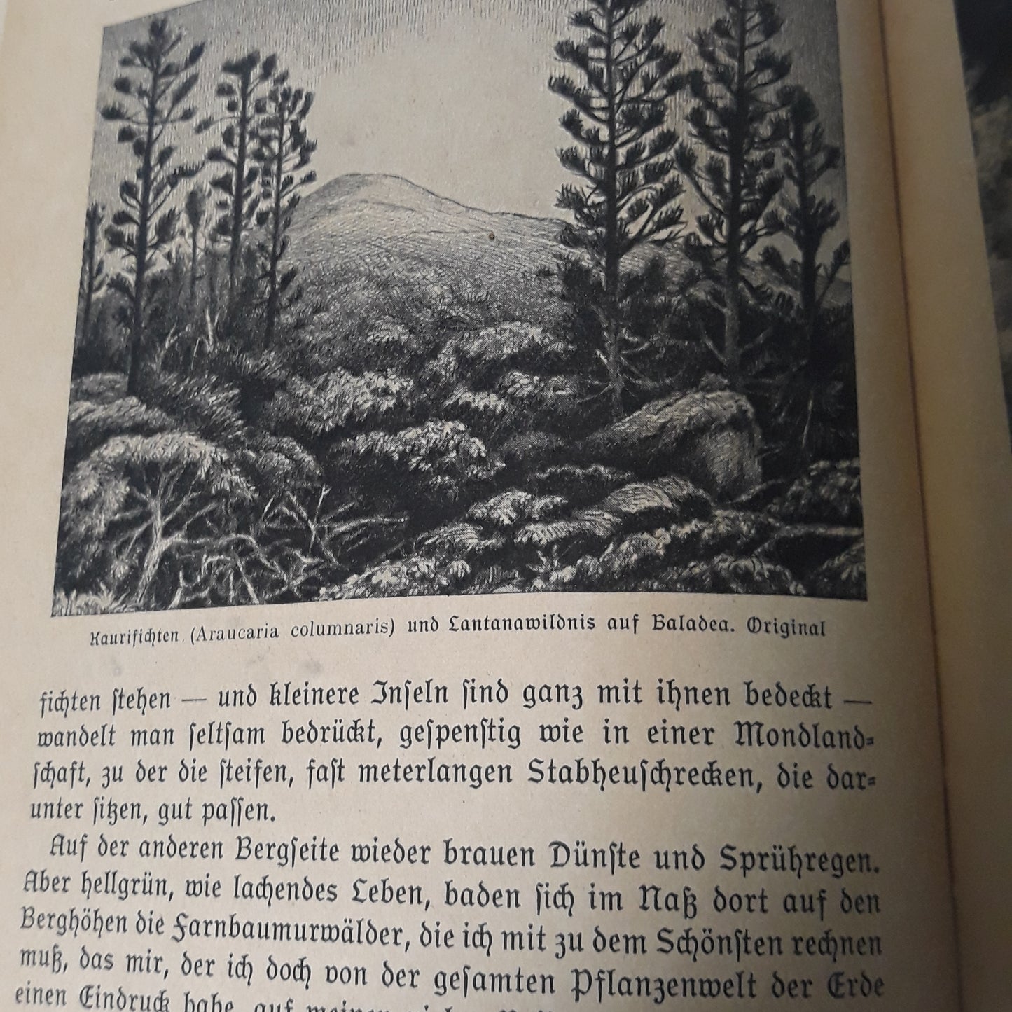 Urwald