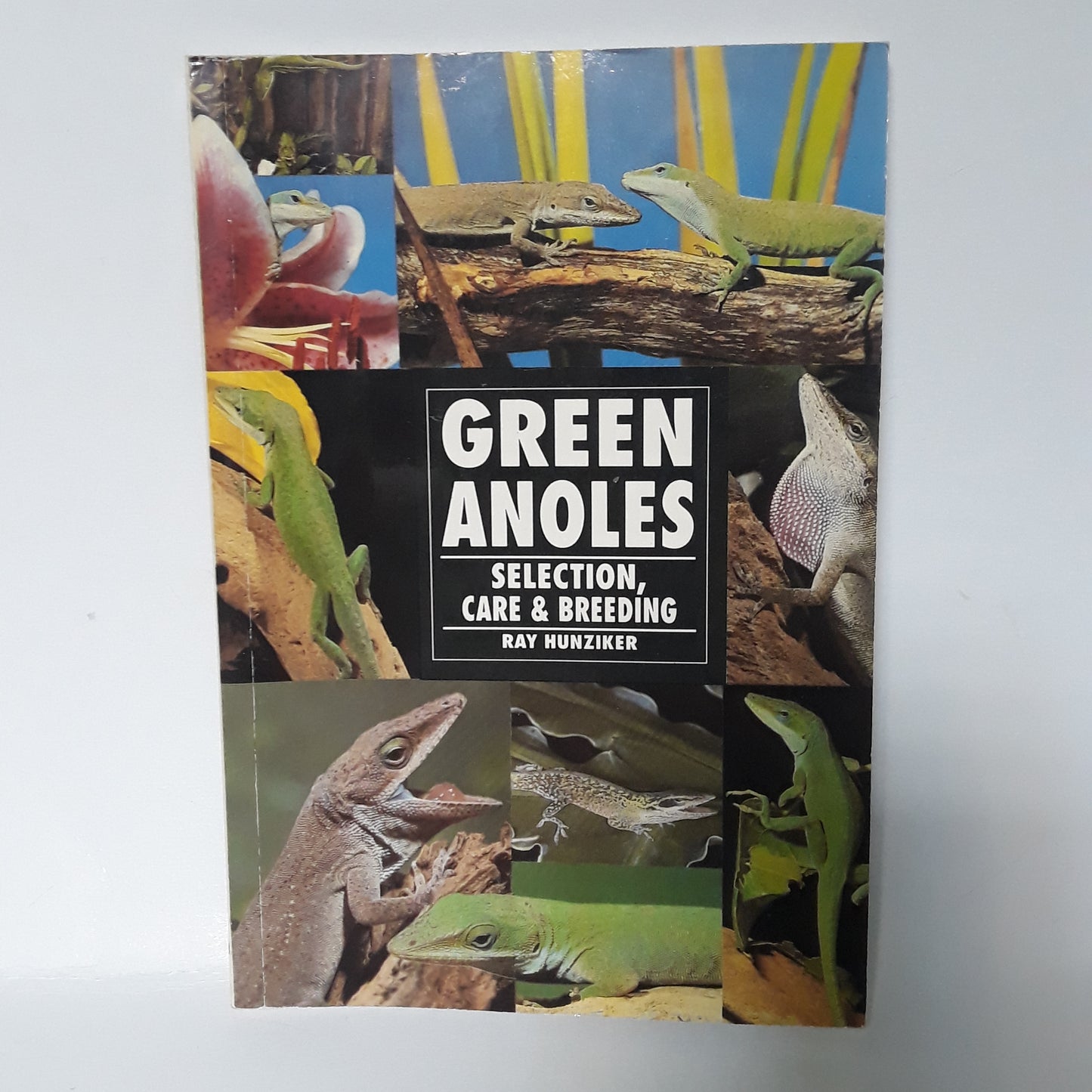 Green Anoles