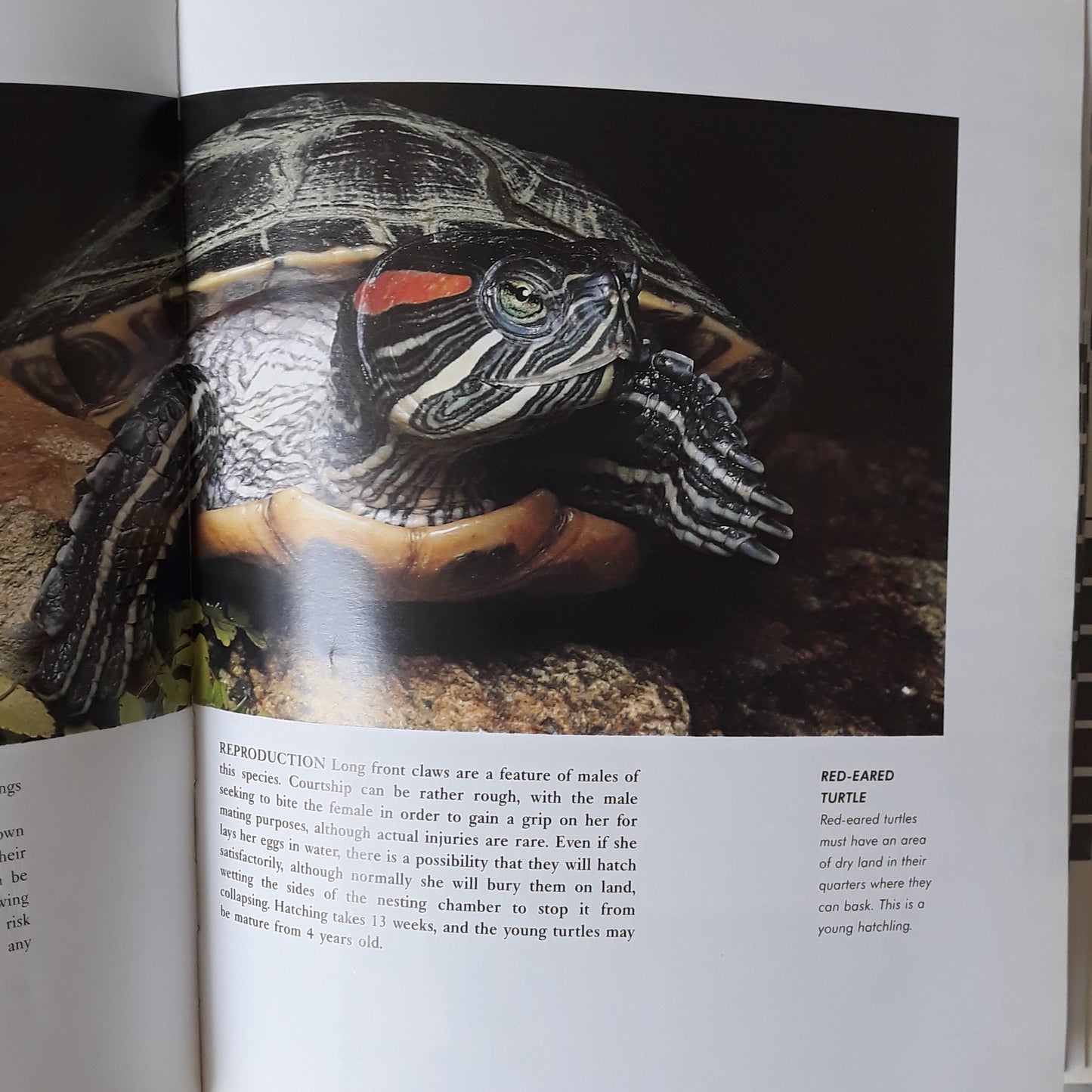 The Reptile Survival Manual