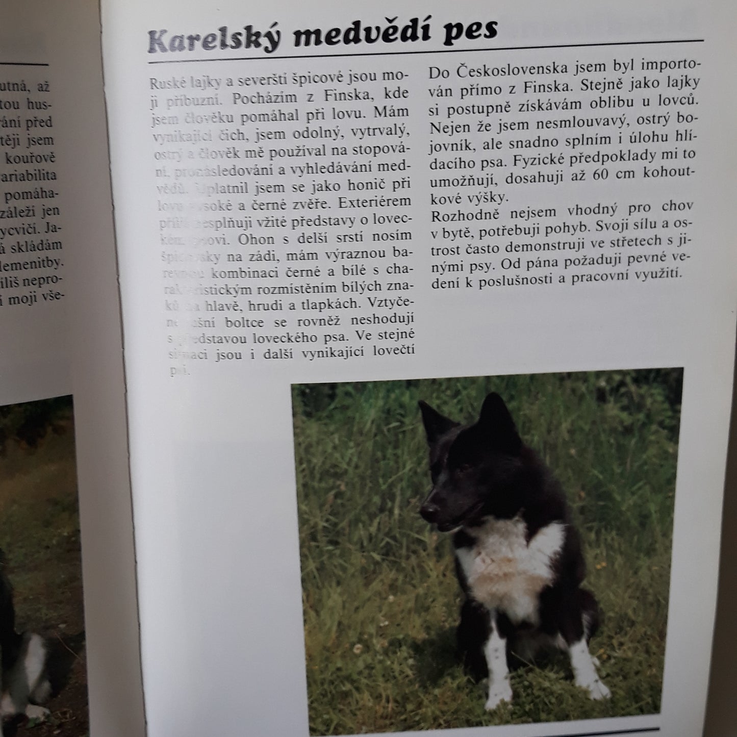 Já, pes