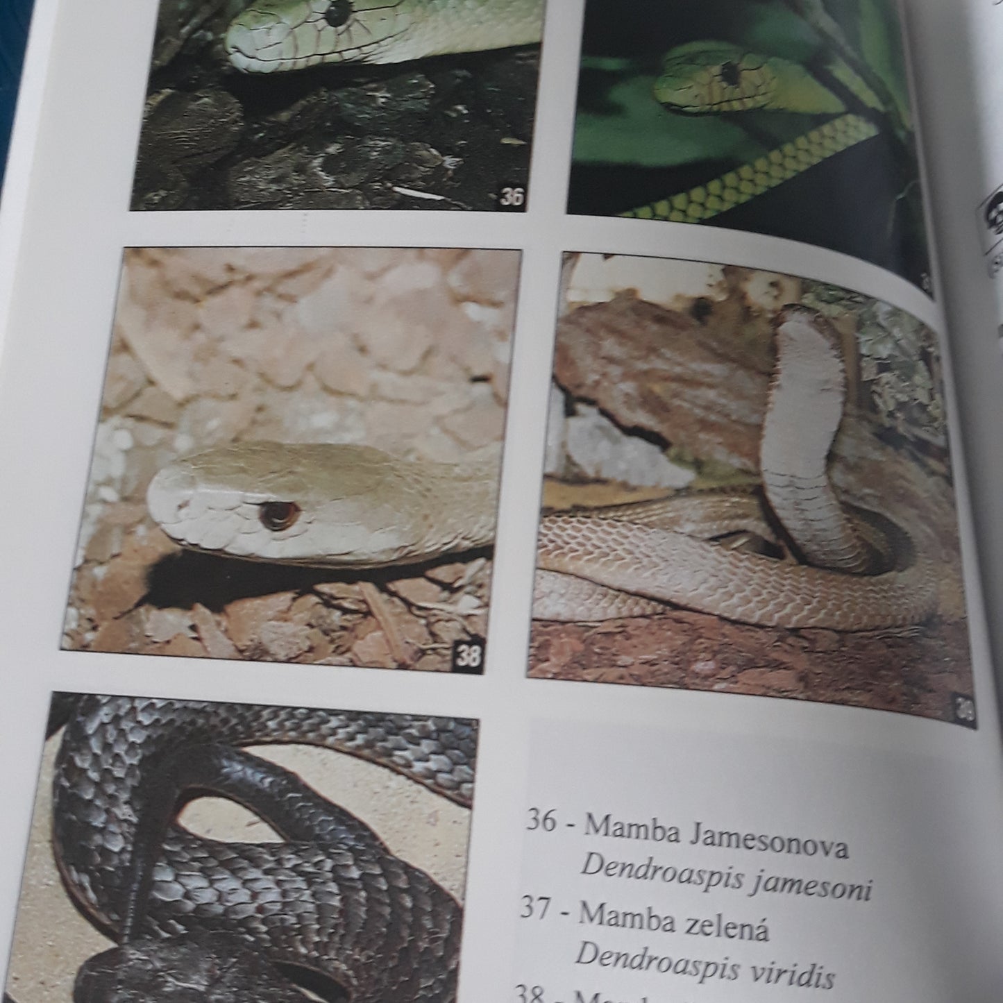 Jedovatí hadi v přírodě a v teráriích