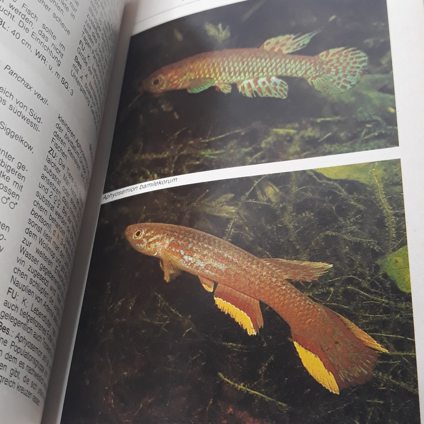 Aquarien Atlas 2