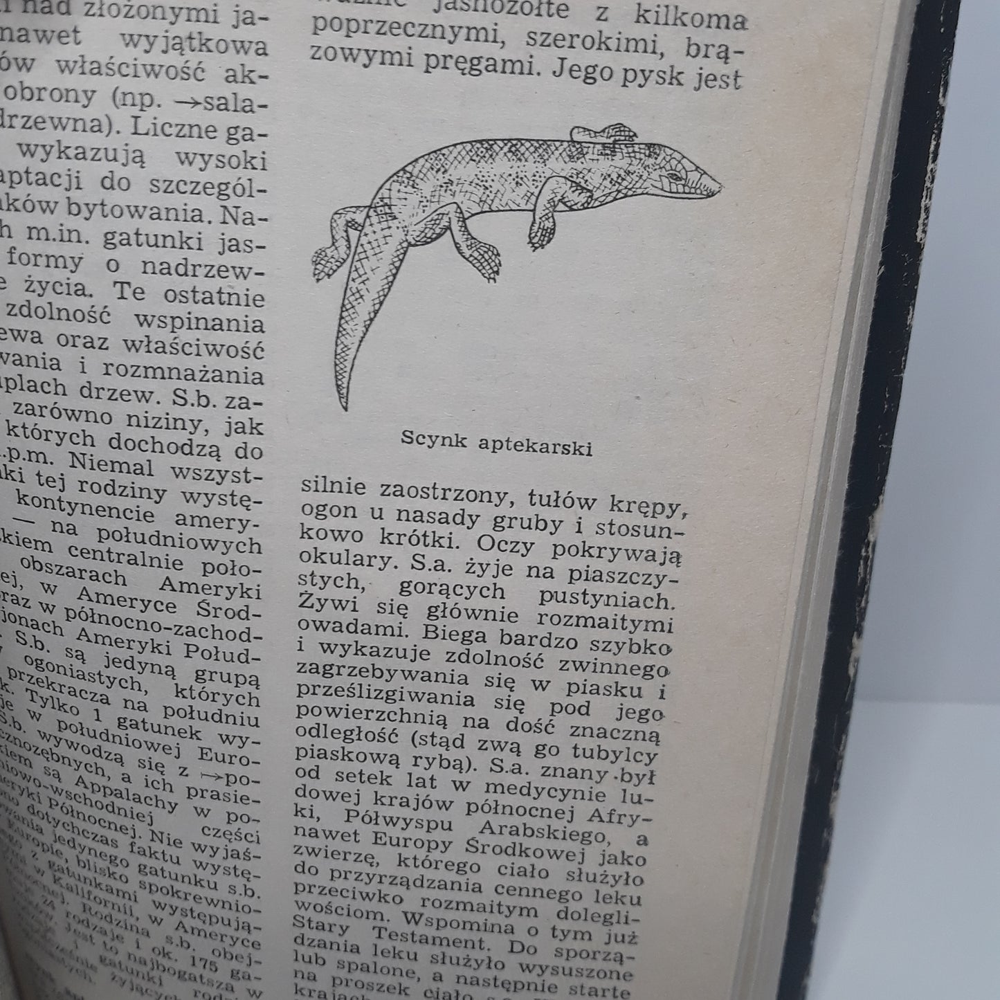 Mały słownik zoologiczny - gady i płazy