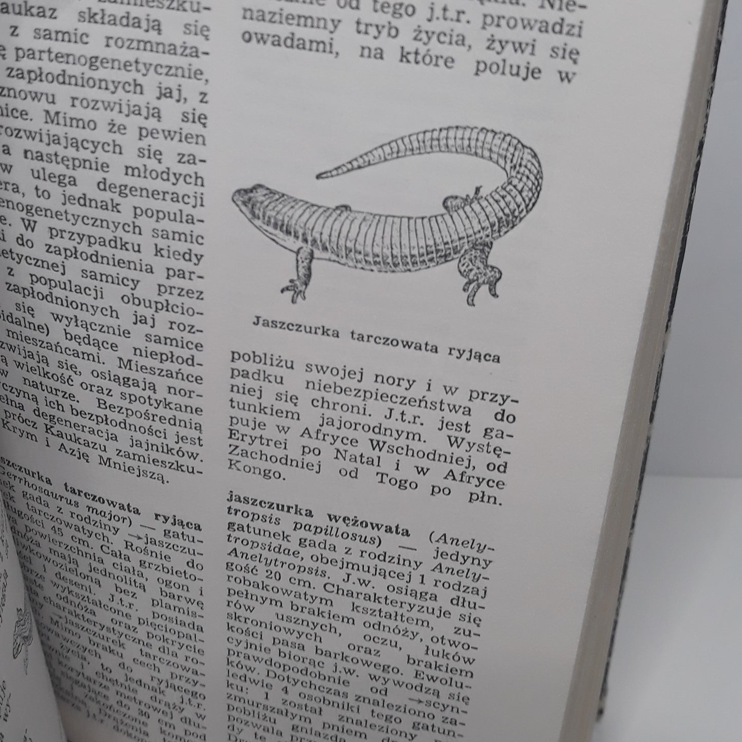 Mały słownik zoologiczny - gady i płazy