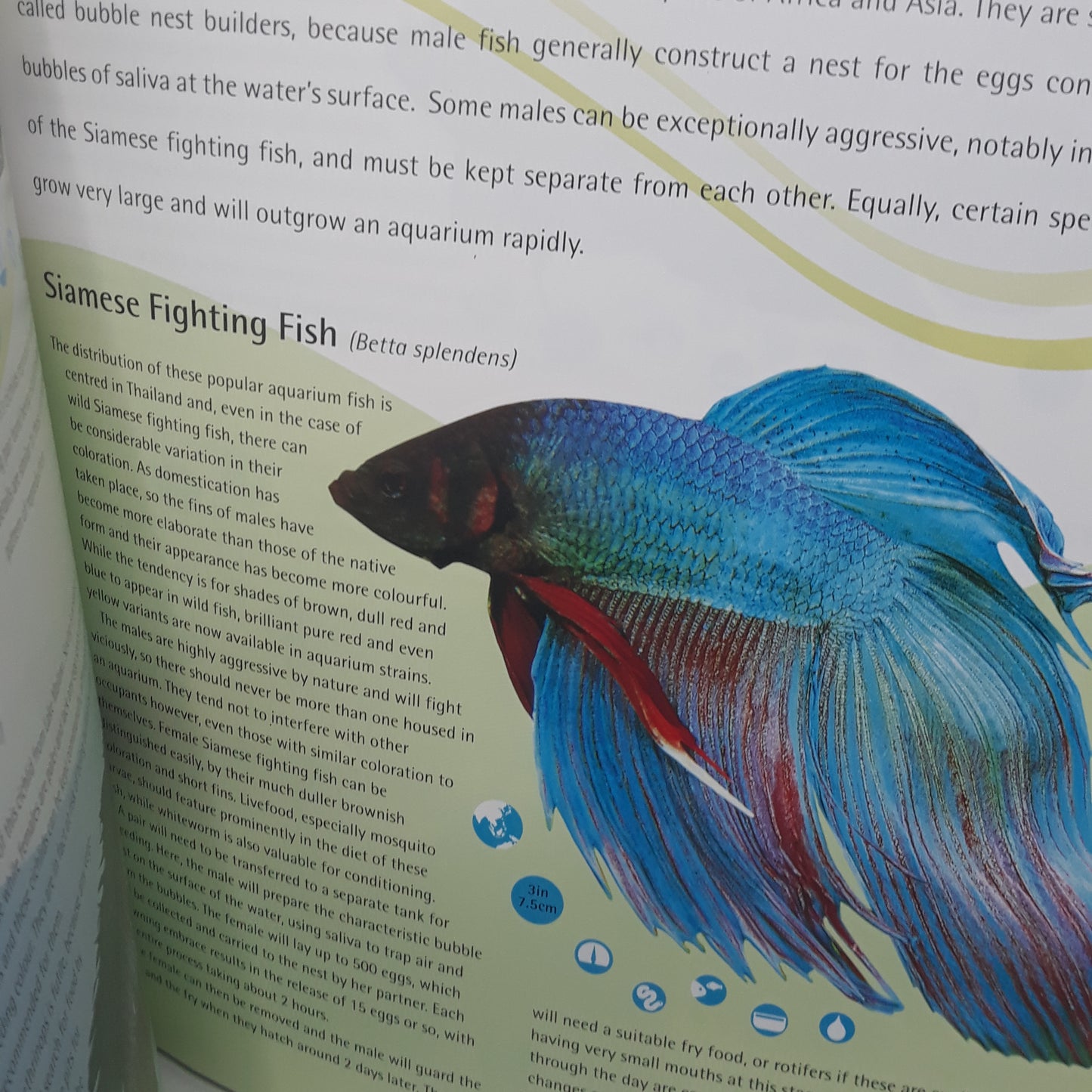Tropical freshwater fish