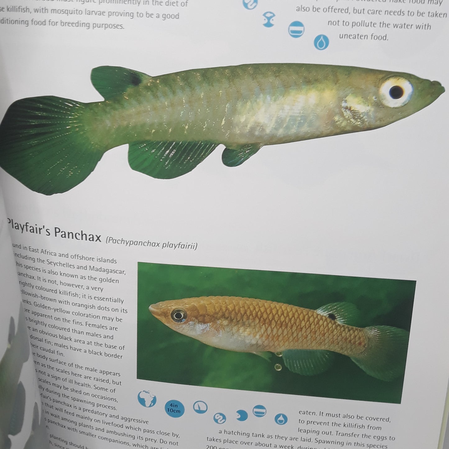Tropical freshwater fish