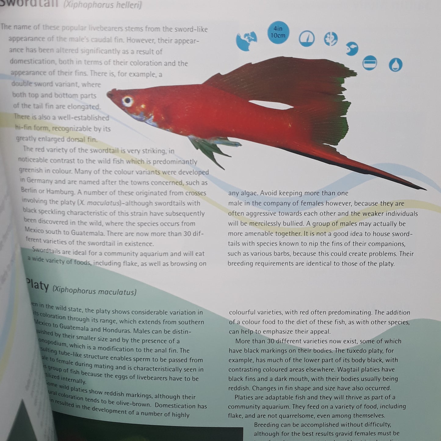 Tropical freshwater fish