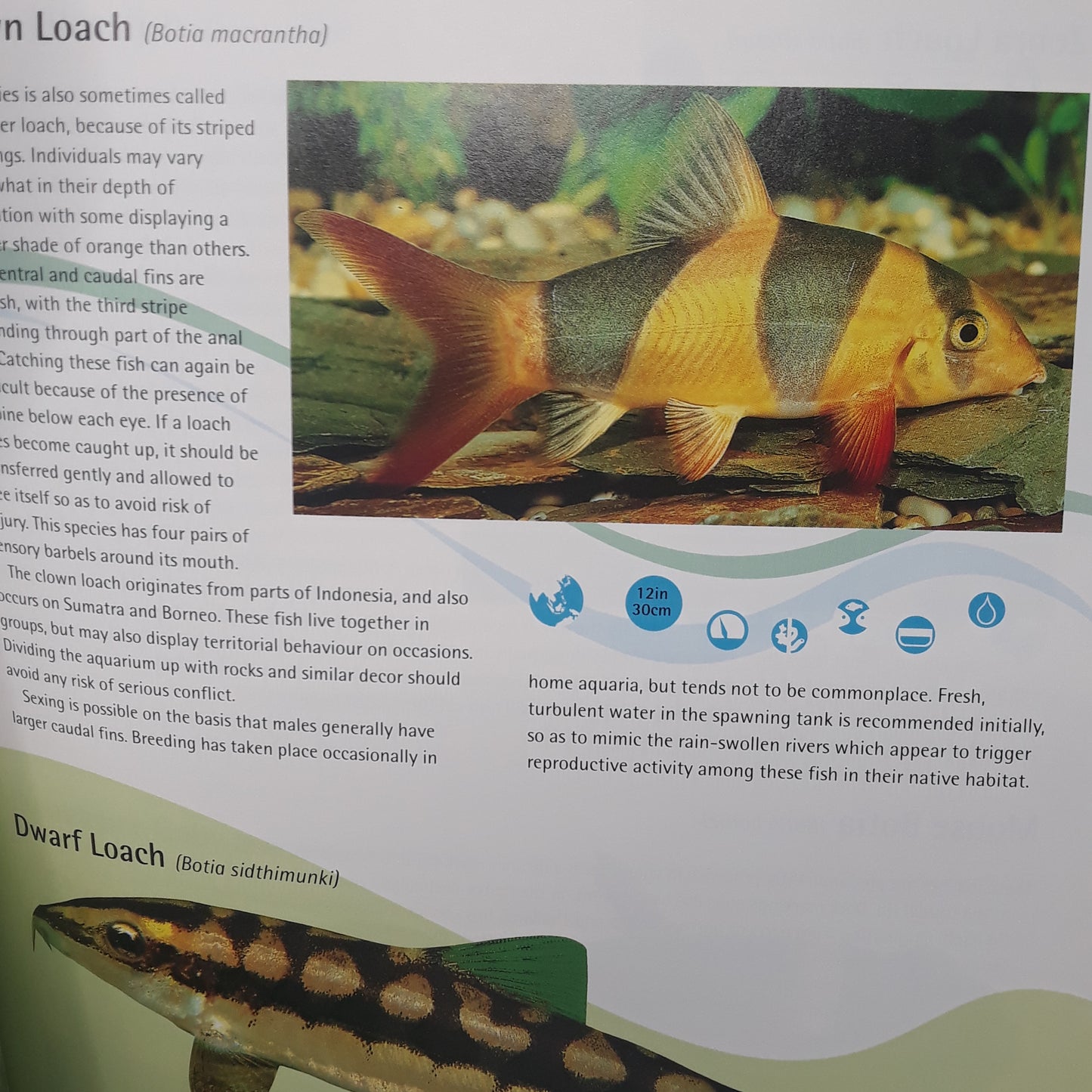 Tropical freshwater fish