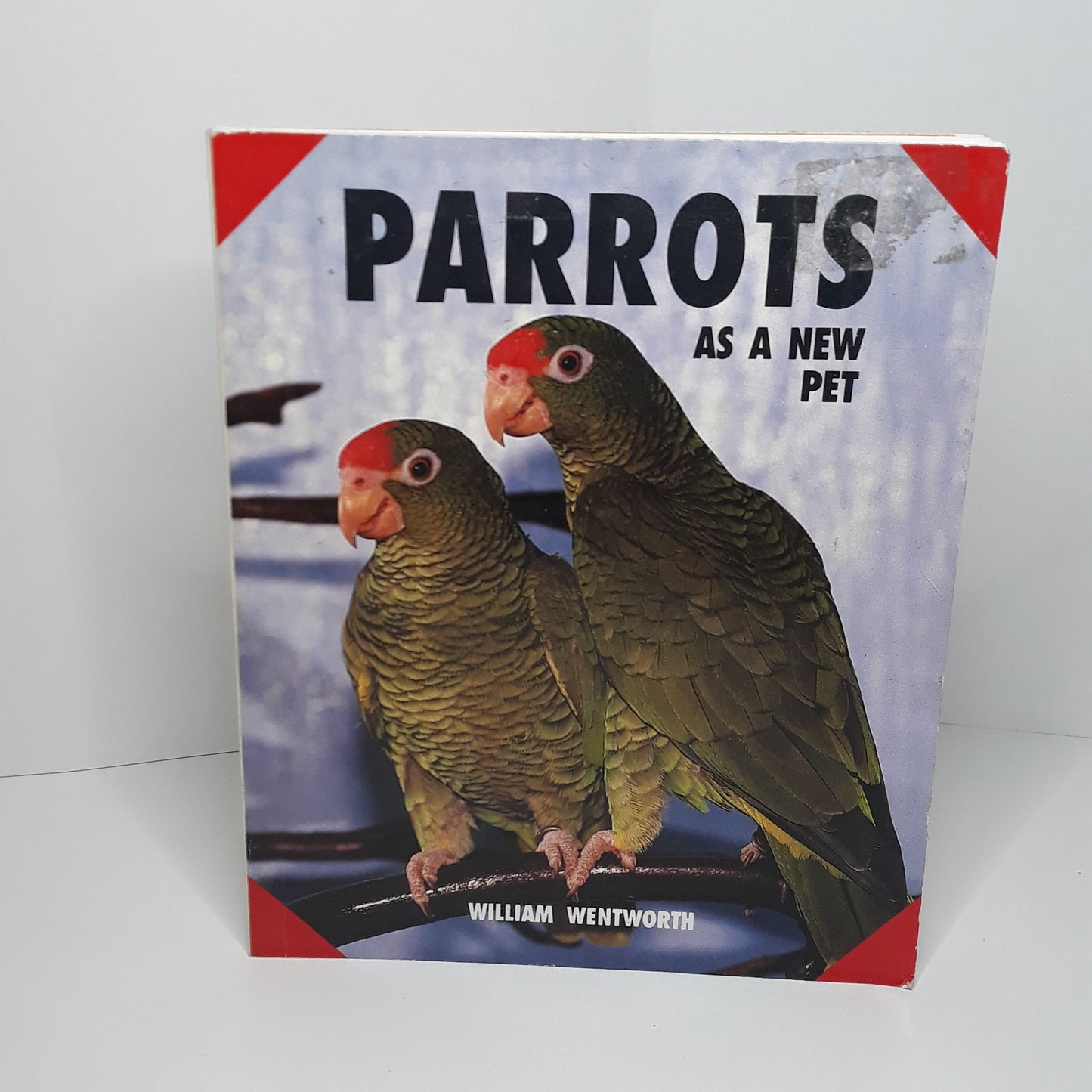 Parrots as a new pet