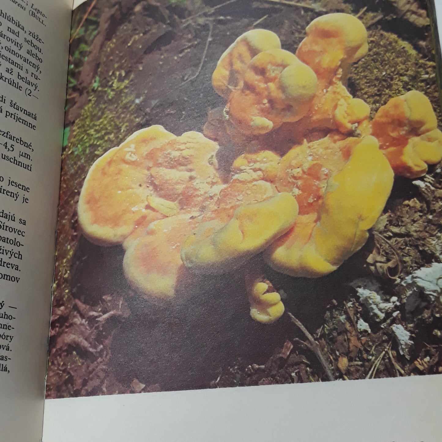 Huby lesov, polí a lúk