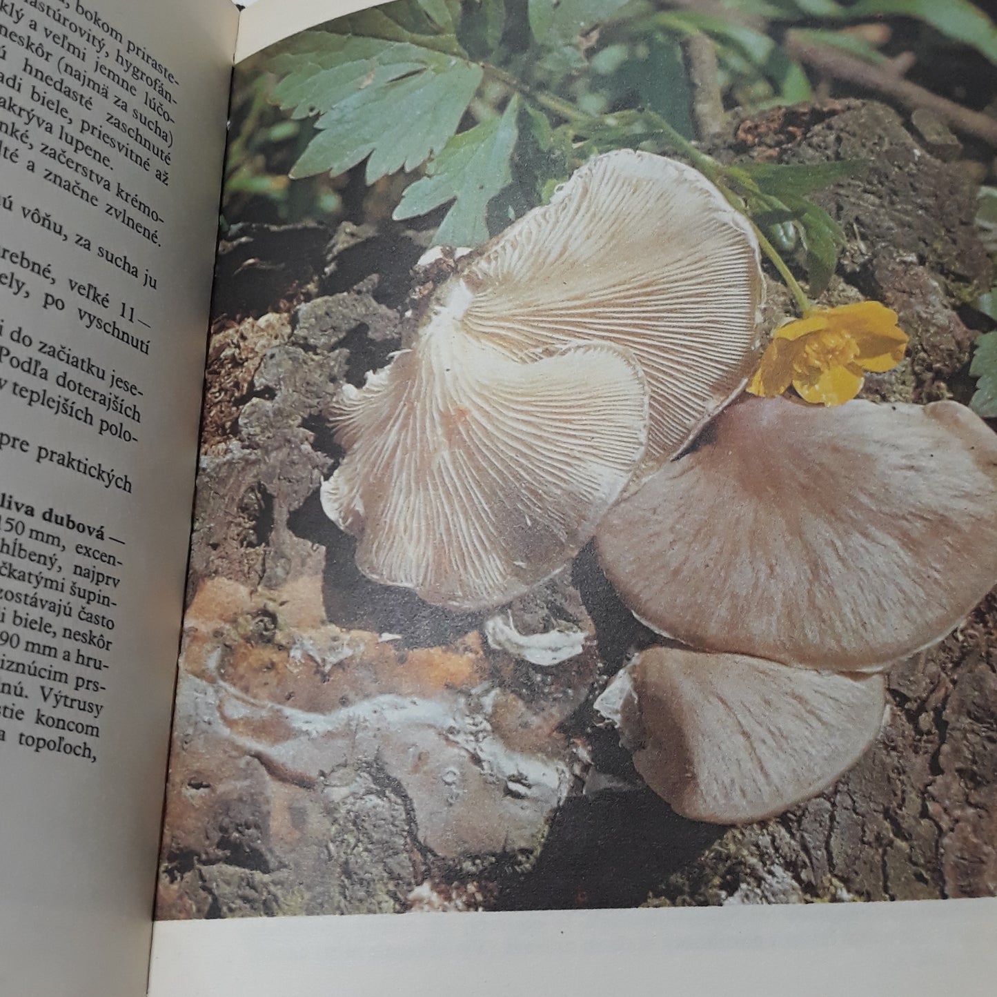 Huby lesov, polí a lúk