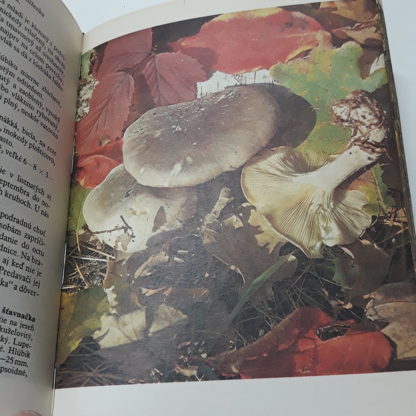 Huby lesov, polí a lúk