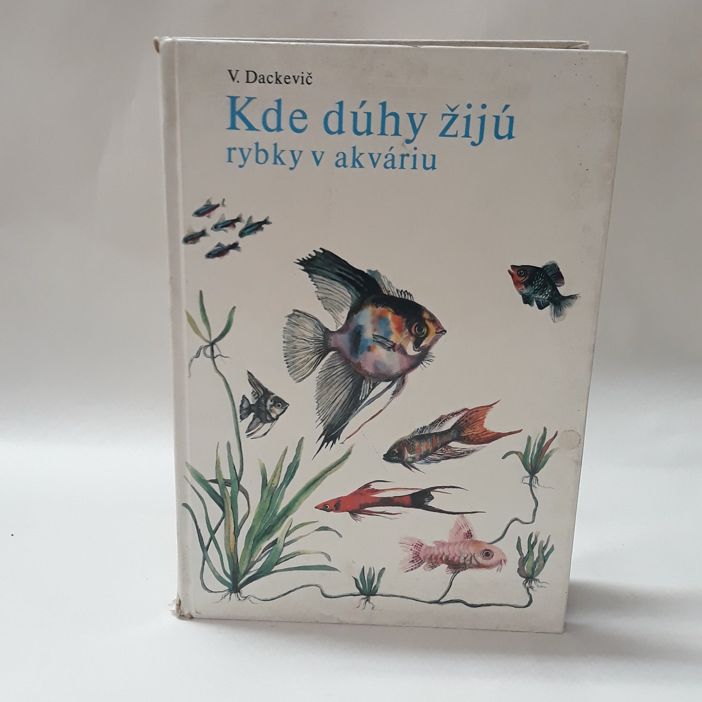 Kde dúhy žijú-rybky v akváriu