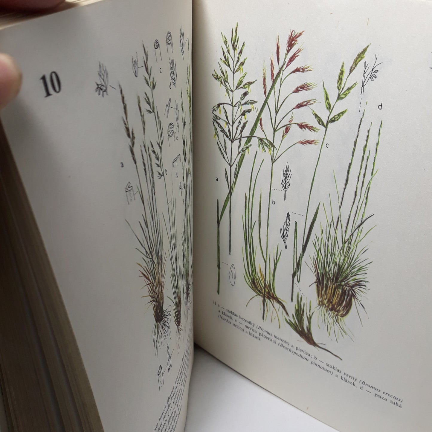 Rastliny lesov a lúk