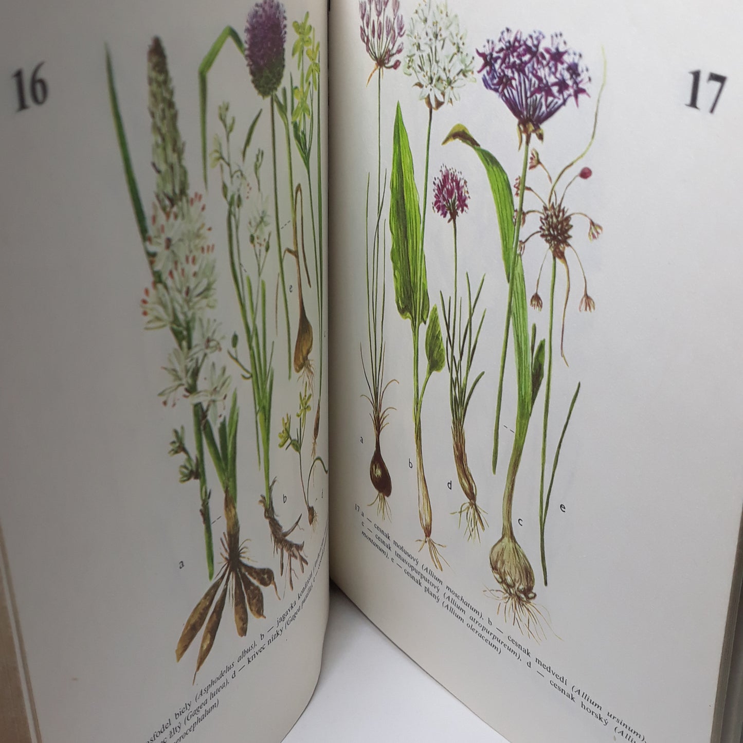 Rastliny lesov a lúk