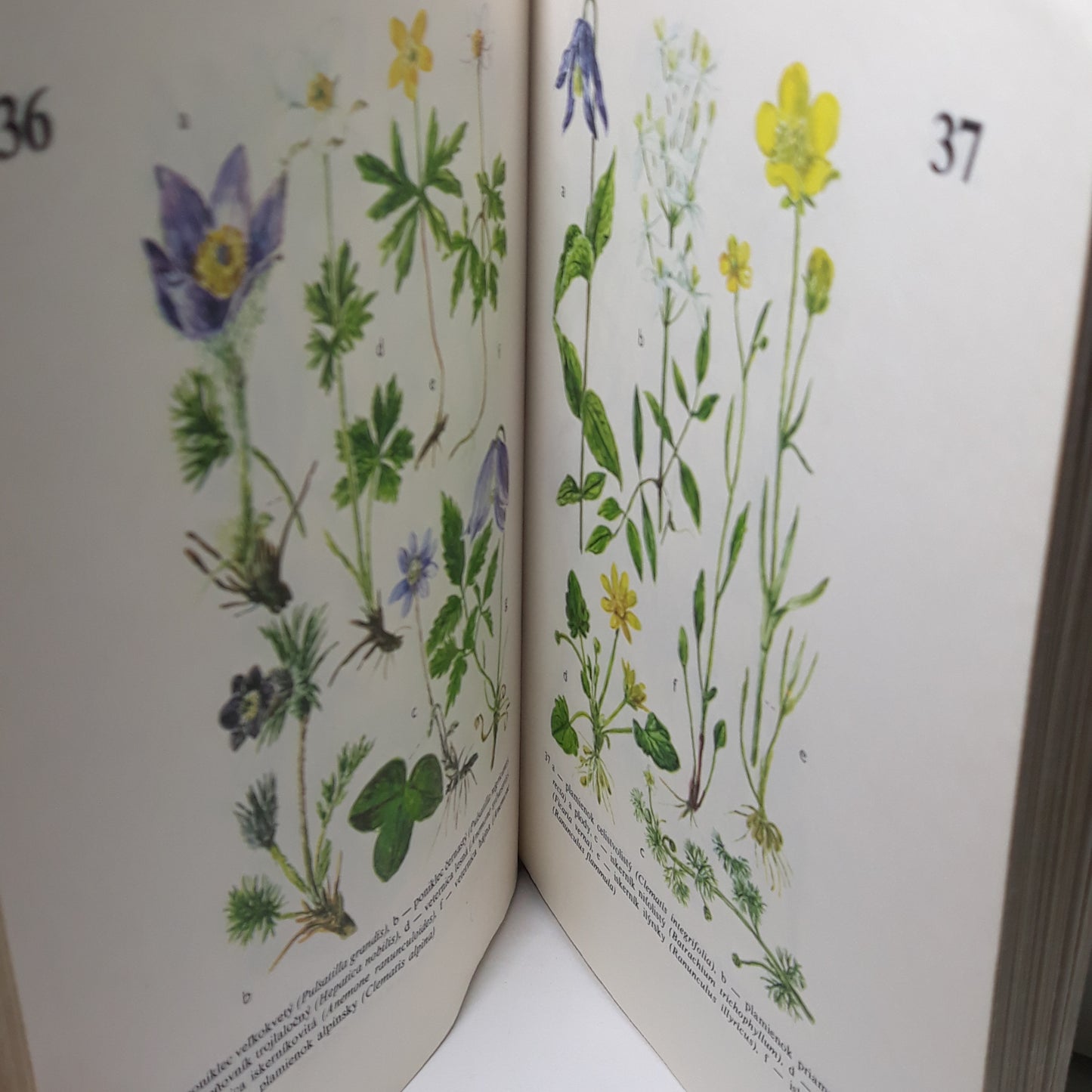 Rastliny lesov a lúk