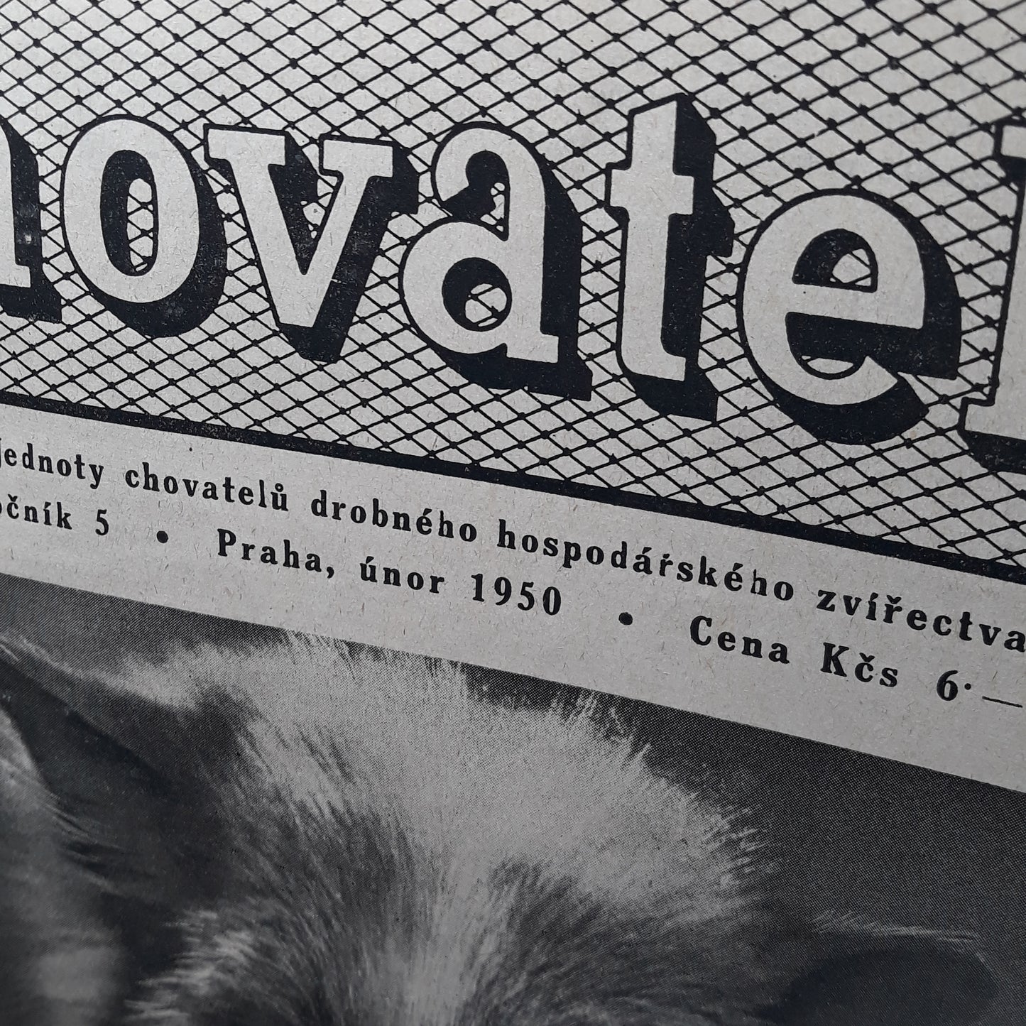 Chovatel 1950