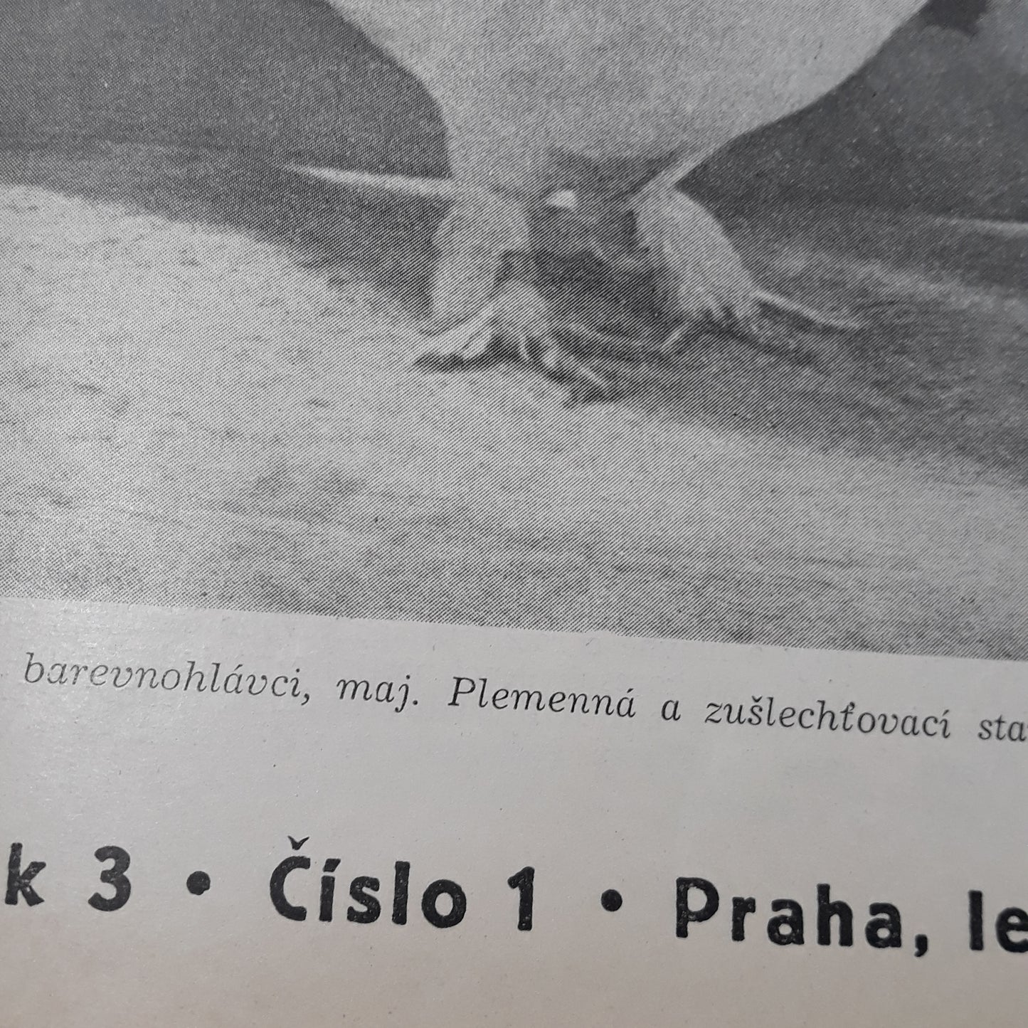 Chovatel 1948