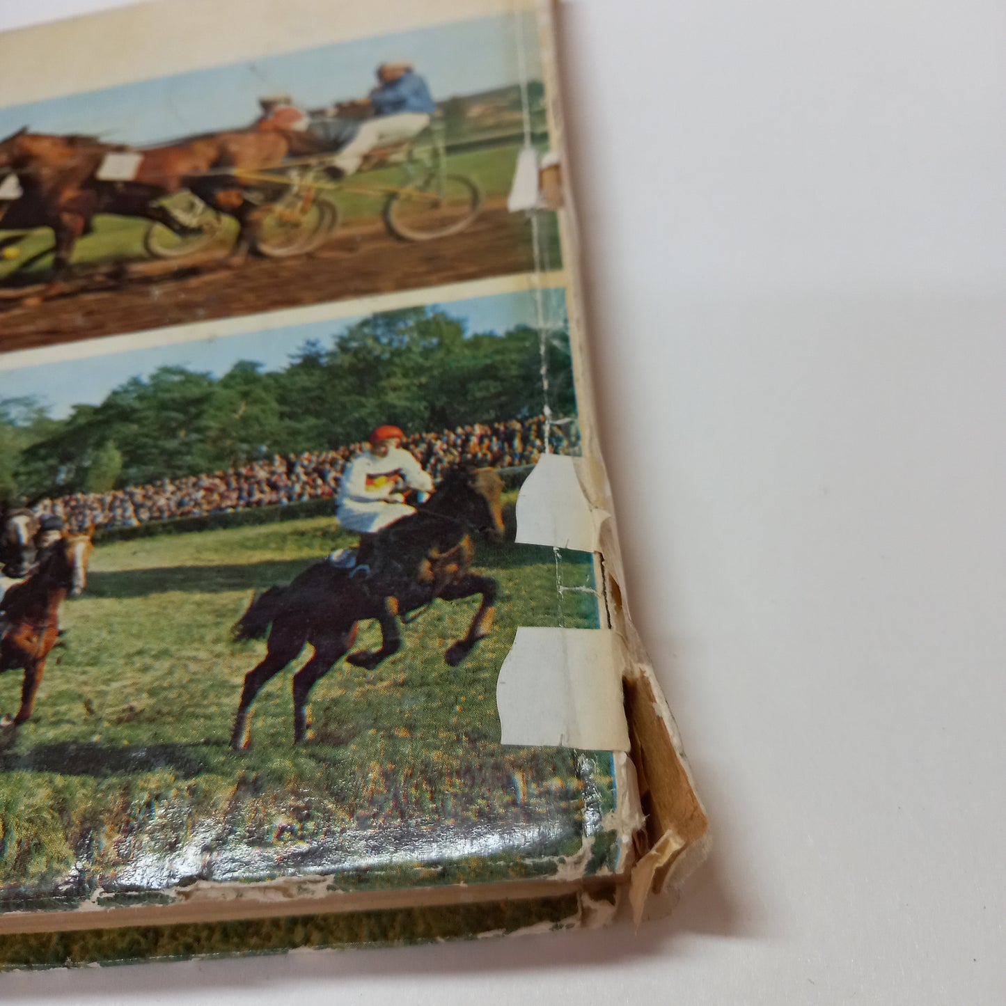 Jezdectví a dostihový sport