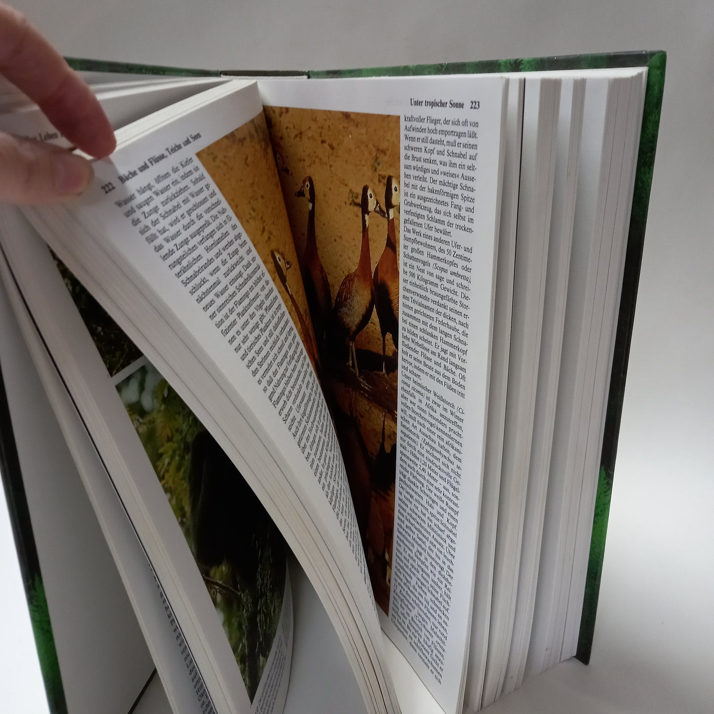 Das große Buch der Tierwelt
