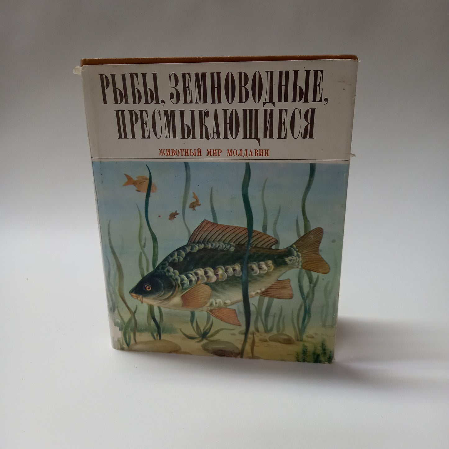 Ryby, zemnovodnye, presmykajuščiesja