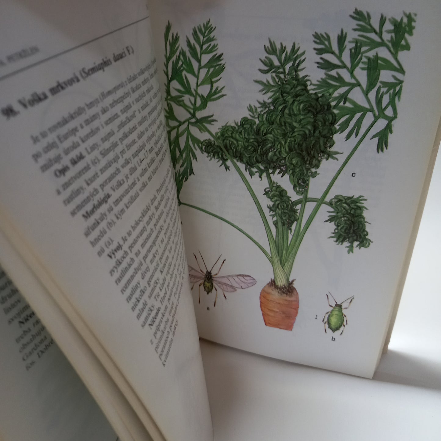 Atlas chorôb a škodcov zeleniny