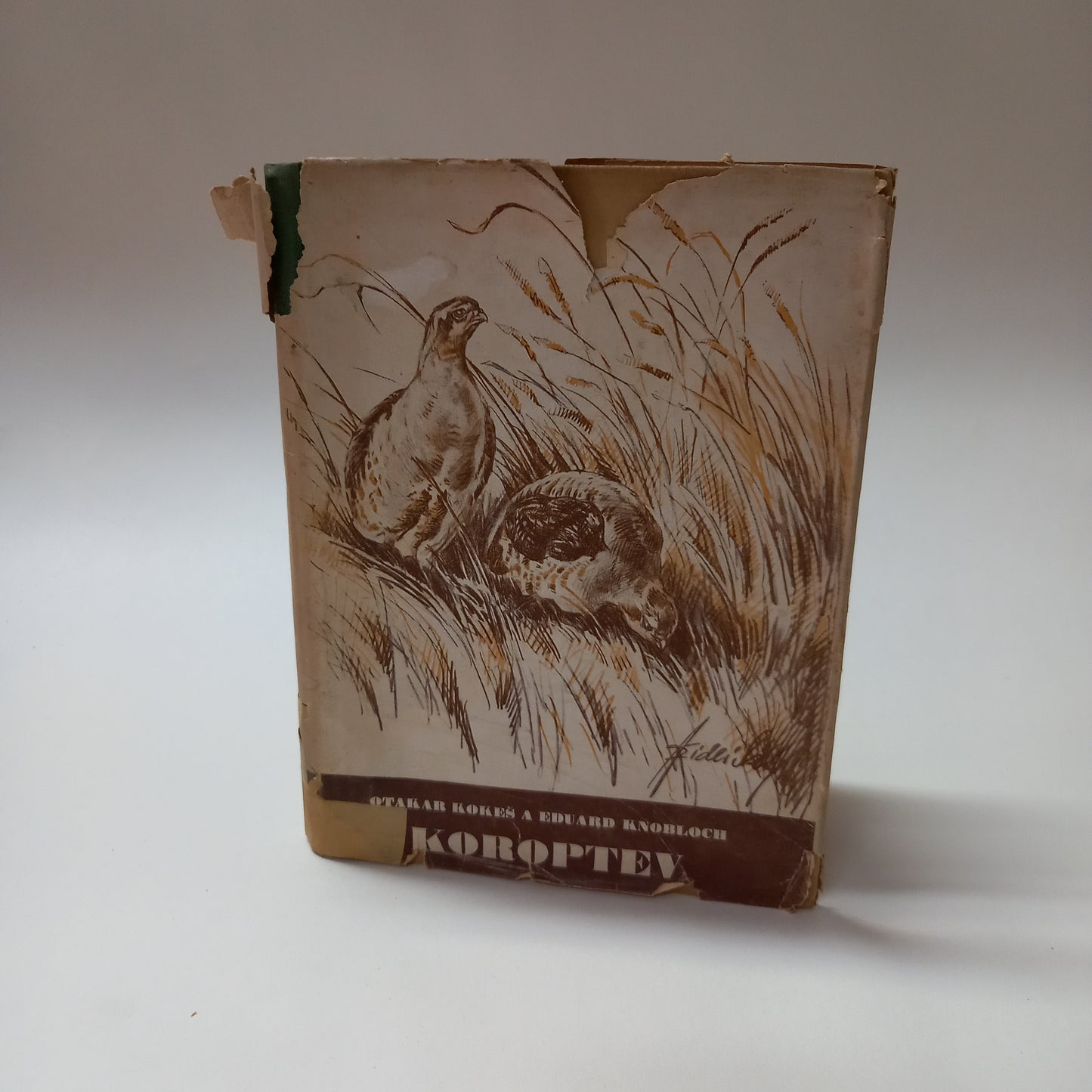Koroptev