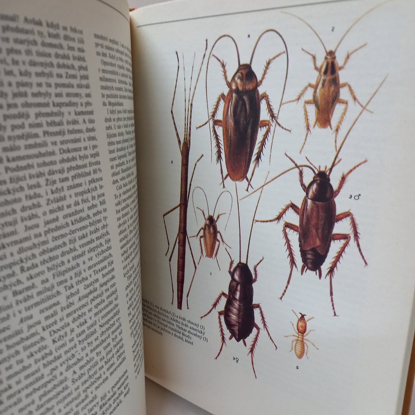 Hmyz                                            známý i neznámý, pronásledovaný, chráněný
