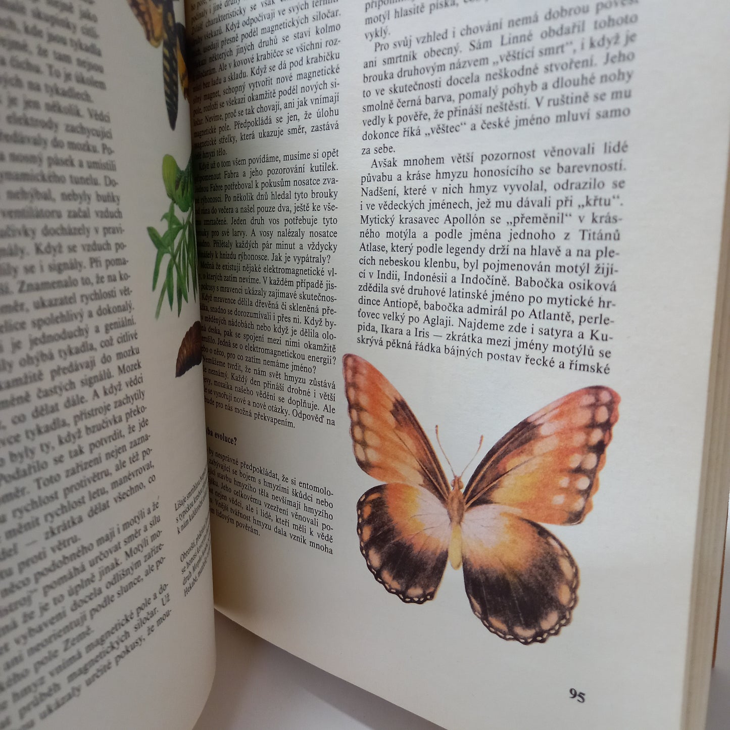 Hmyz                                            známý i neznámý, pronásledovaný, chráněný