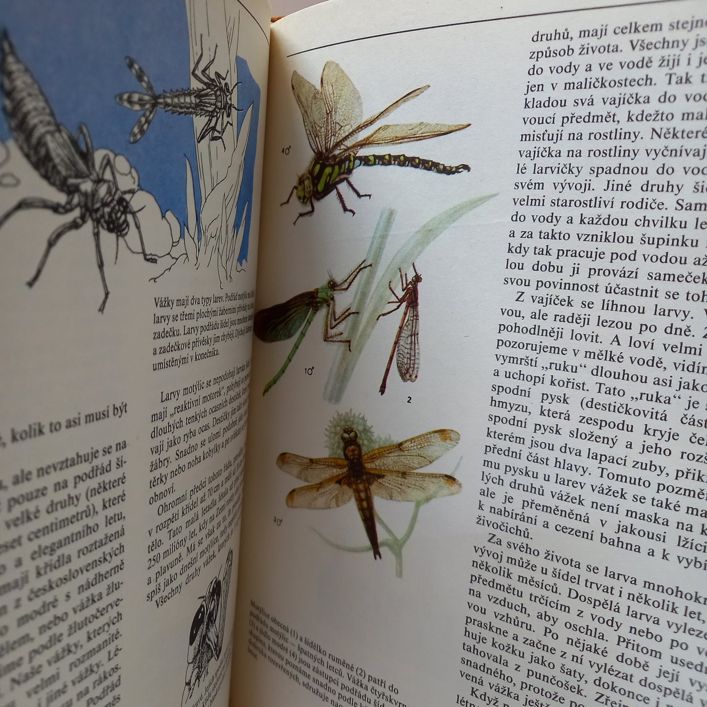 Hmyz                                            známý i neznámý, pronásledovaný, chráněný