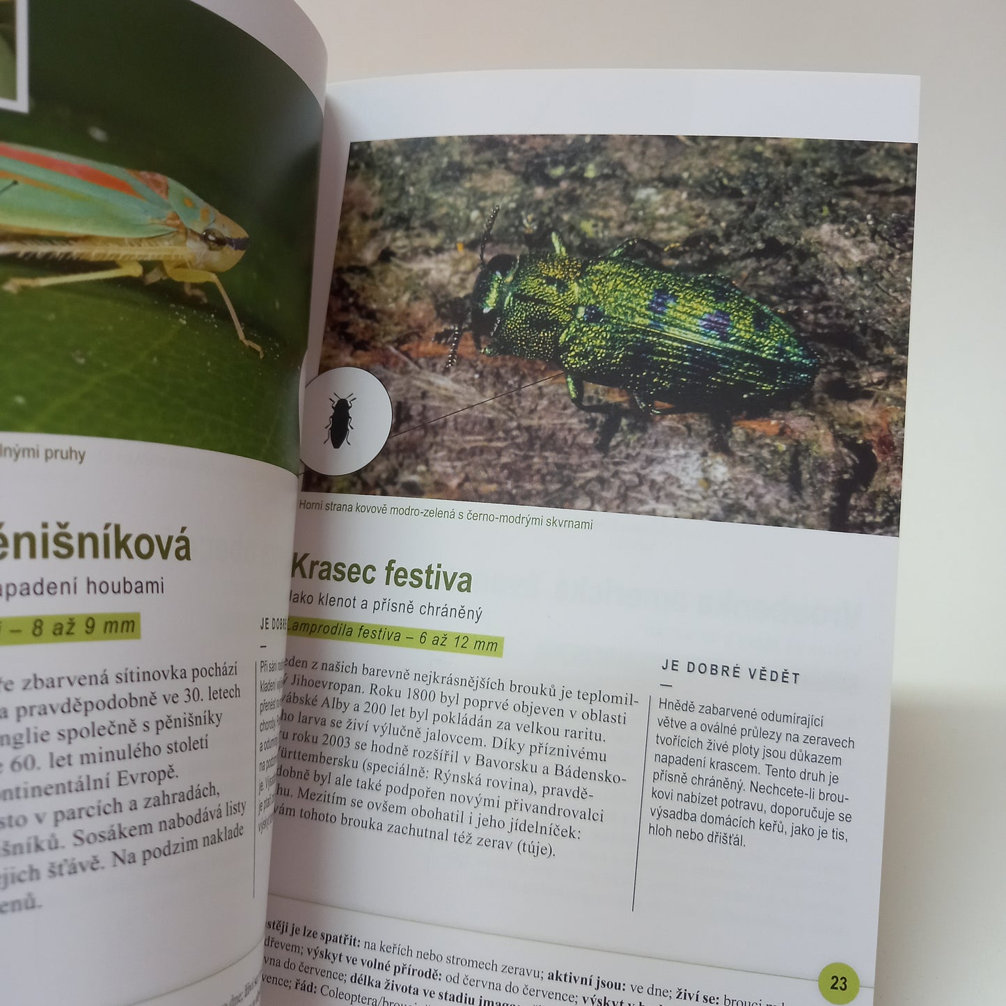Hmyz kolem nás