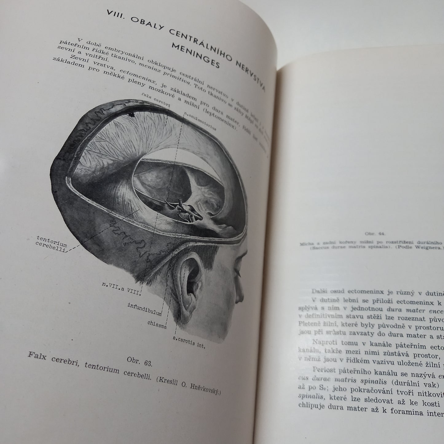 Soustavná anatomie VII - centrální nervstvo