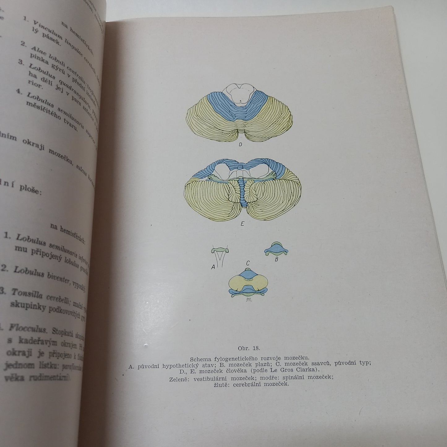 Soustavná anatomie VII - centrální nervstvo