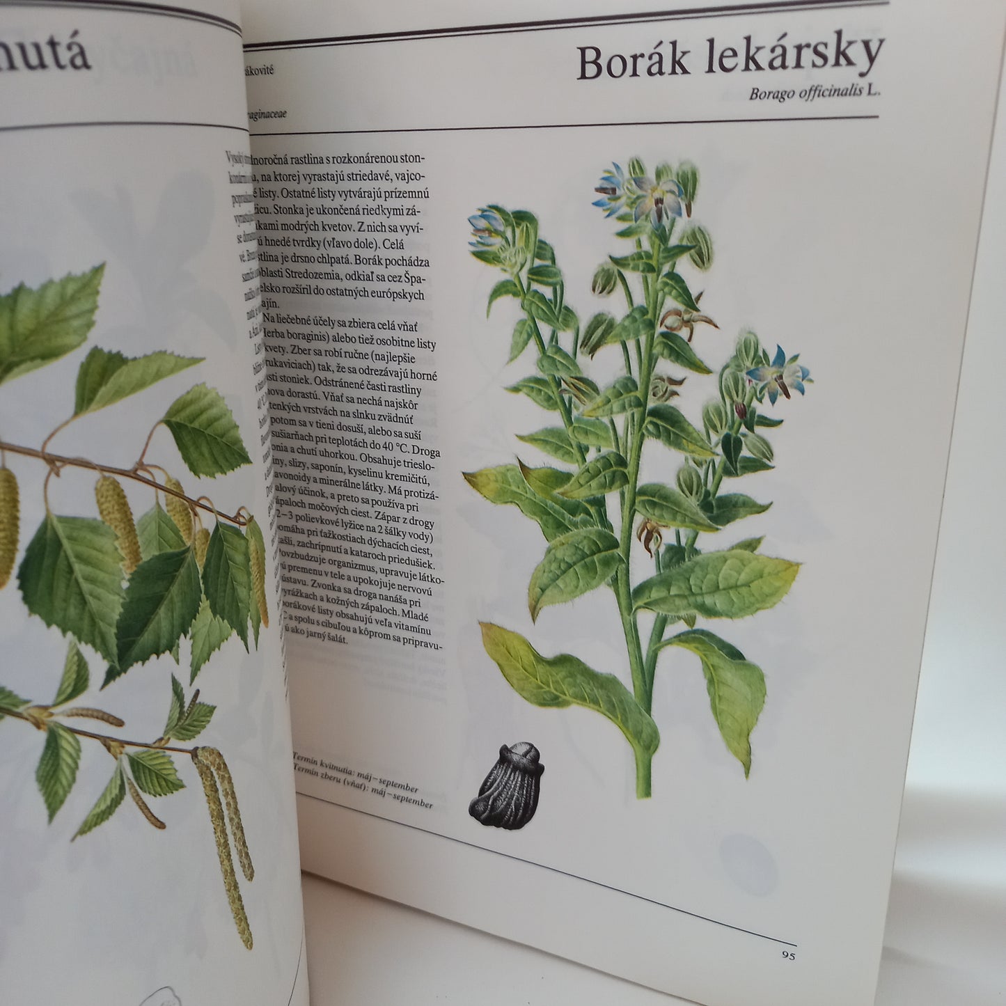 Veľká kniha liečivých rastlín