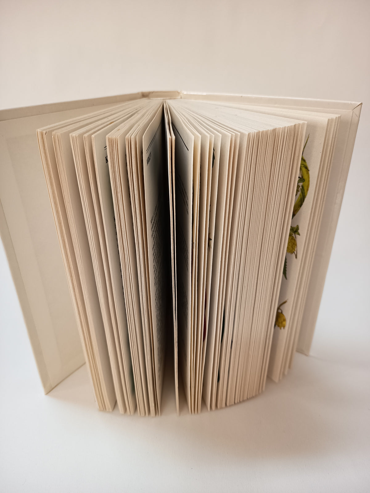 Zelená kuchyně