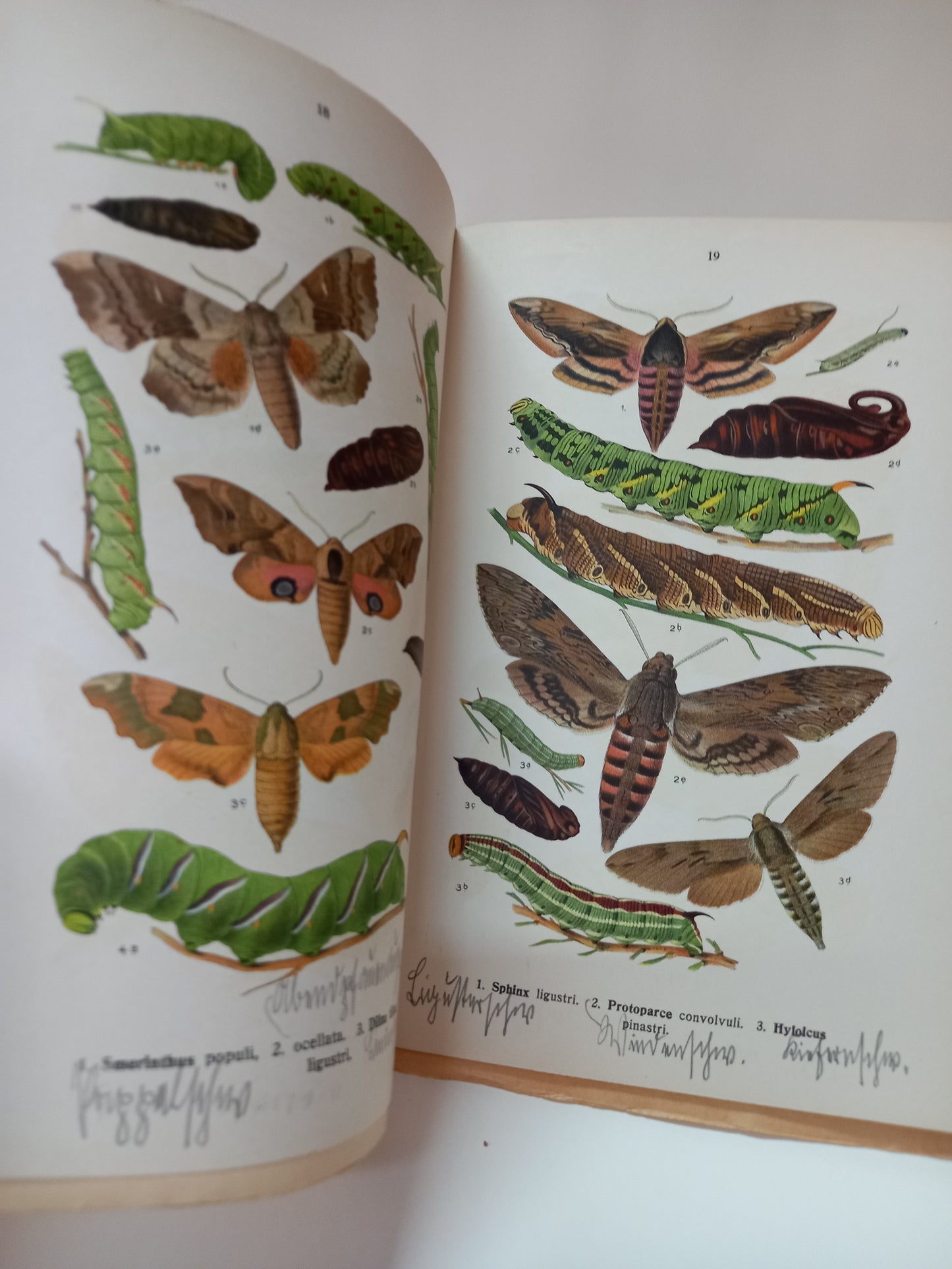 Die Schmetterlinge Deutschlands mit besonderer Berücksichtigung der Biologie II.