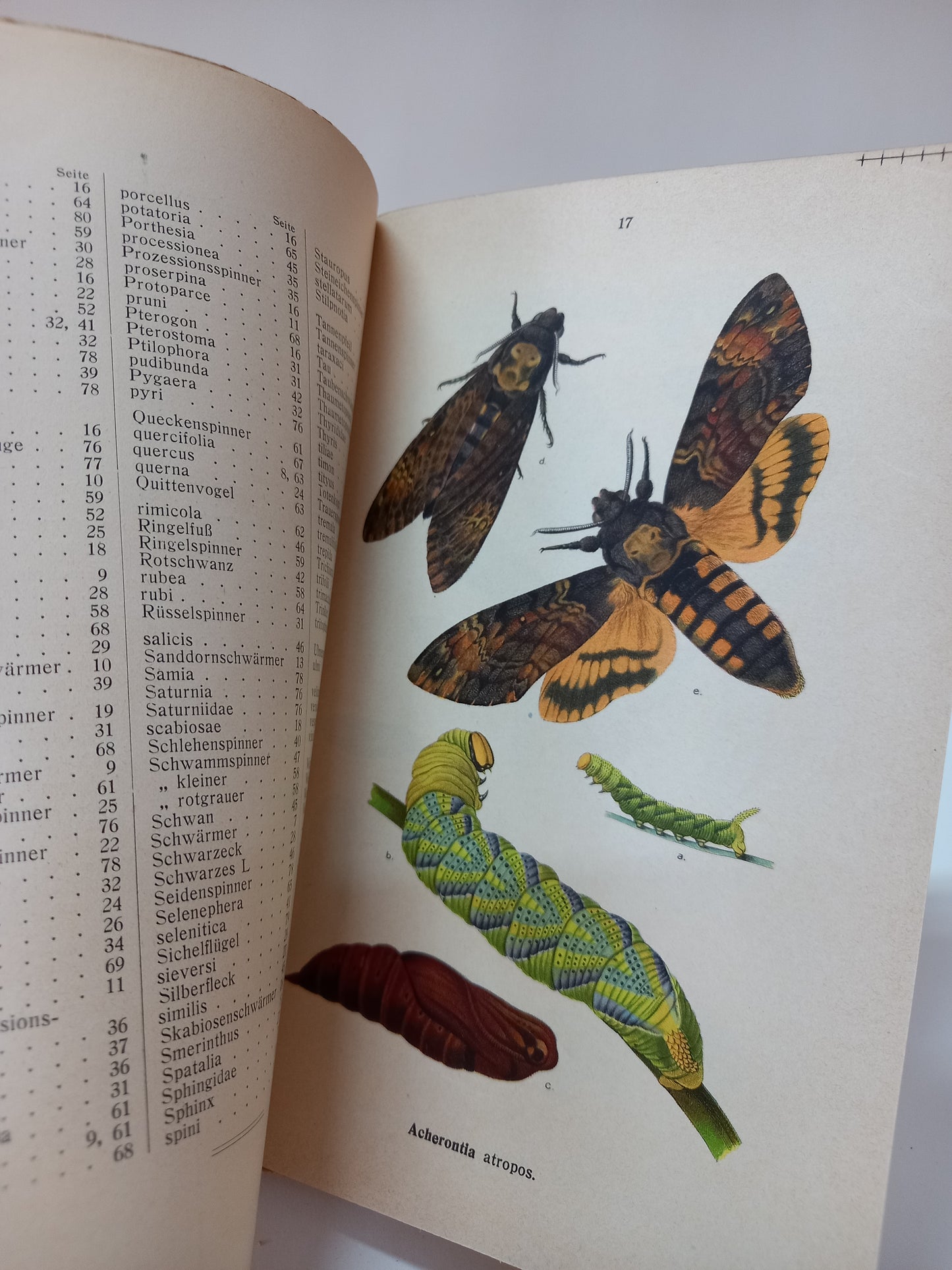 Die Schmetterlinge Deutschlands mit besonderer Berücksichtigung der Biologie II.