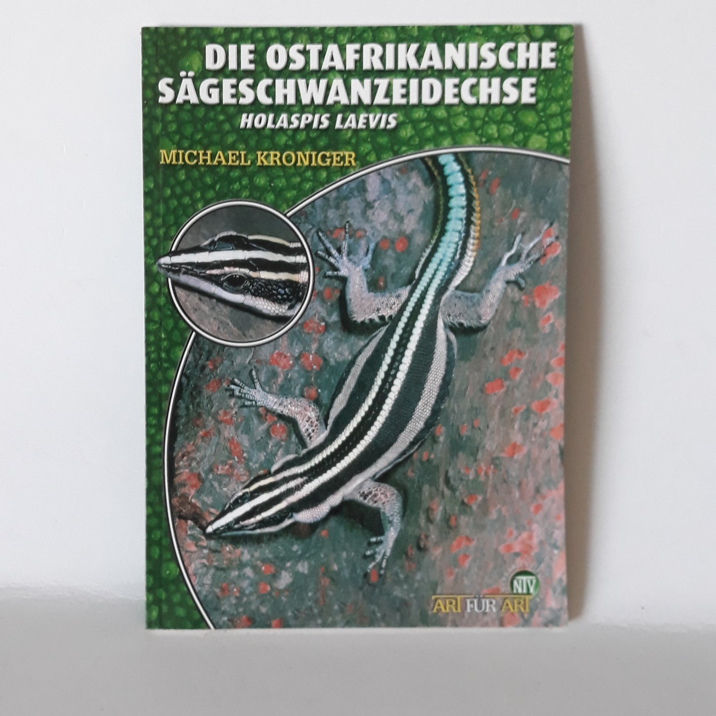 Die ostafrikanische sägeschwanzeidechse