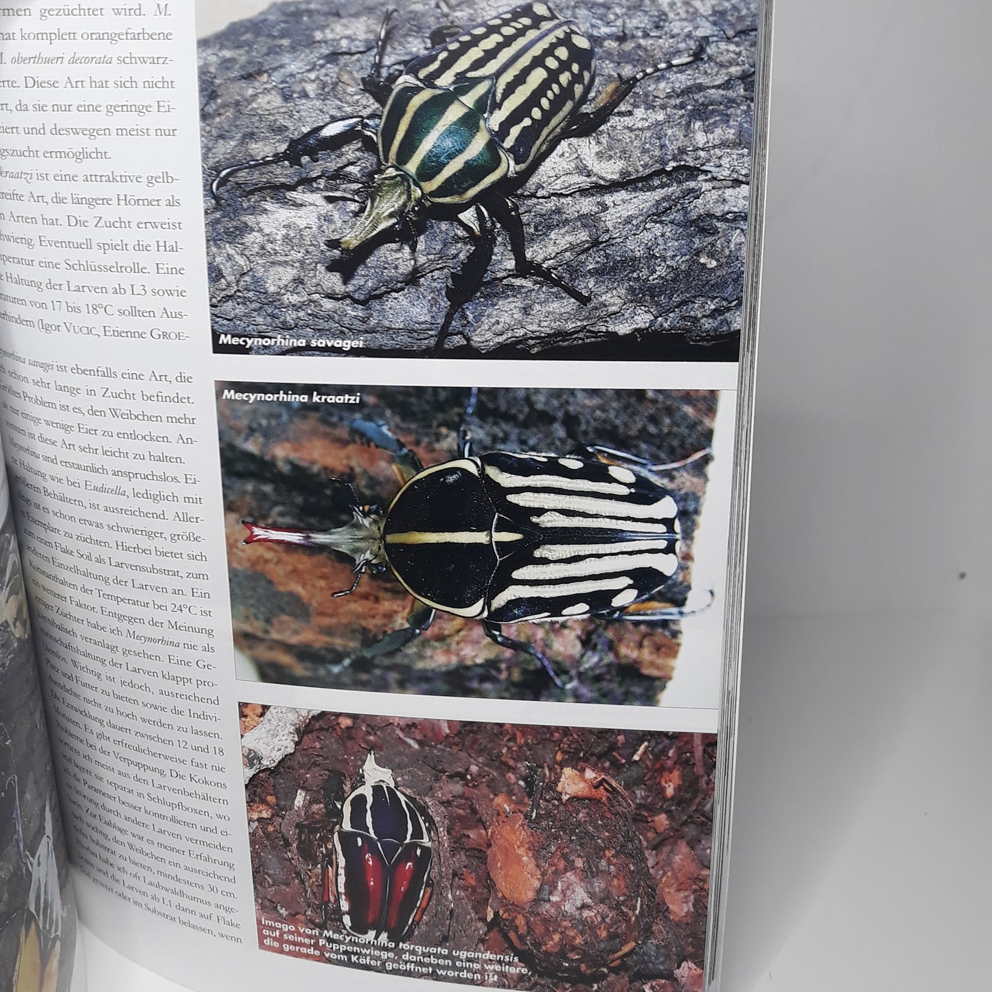 Exotische Käfer