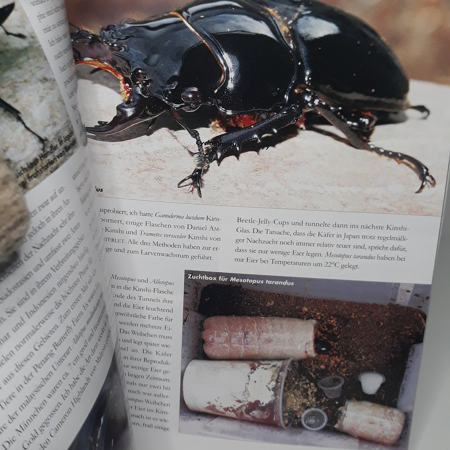 Exotische Käfer