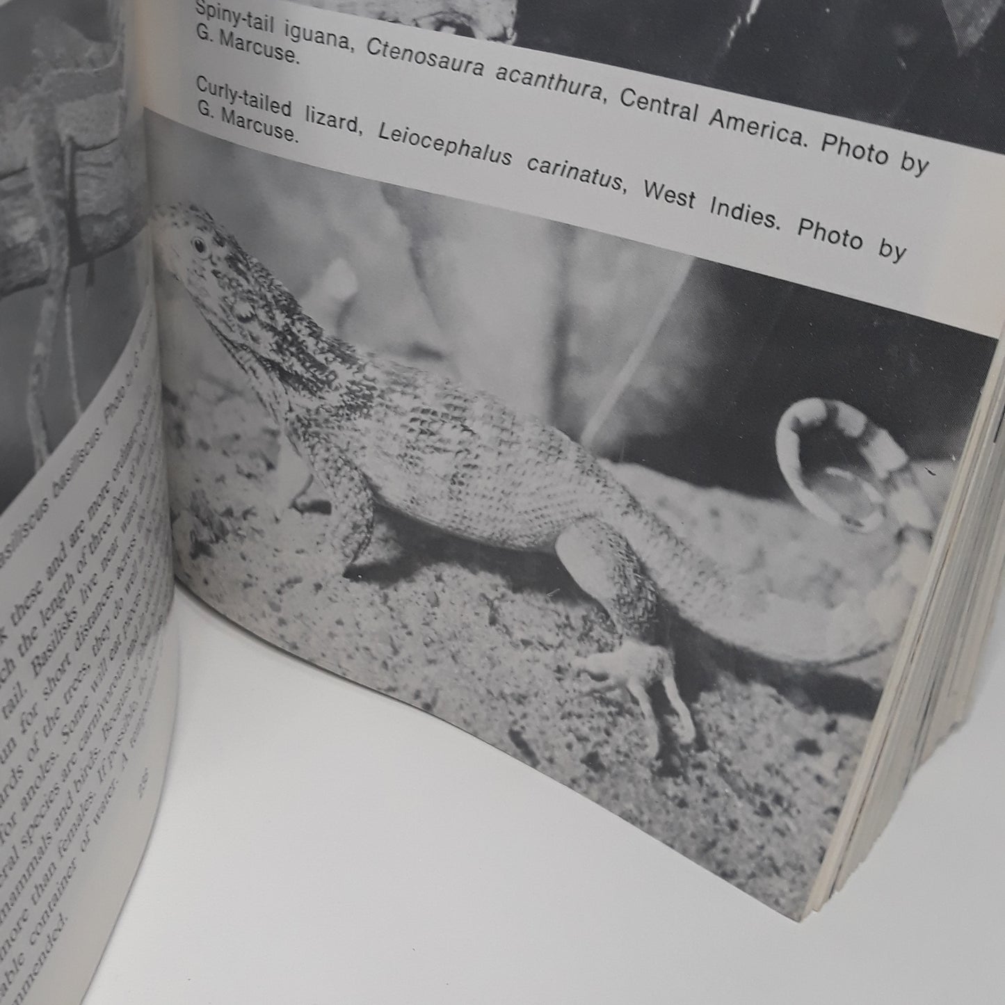 Encyklopedia of reptiles and amphibians