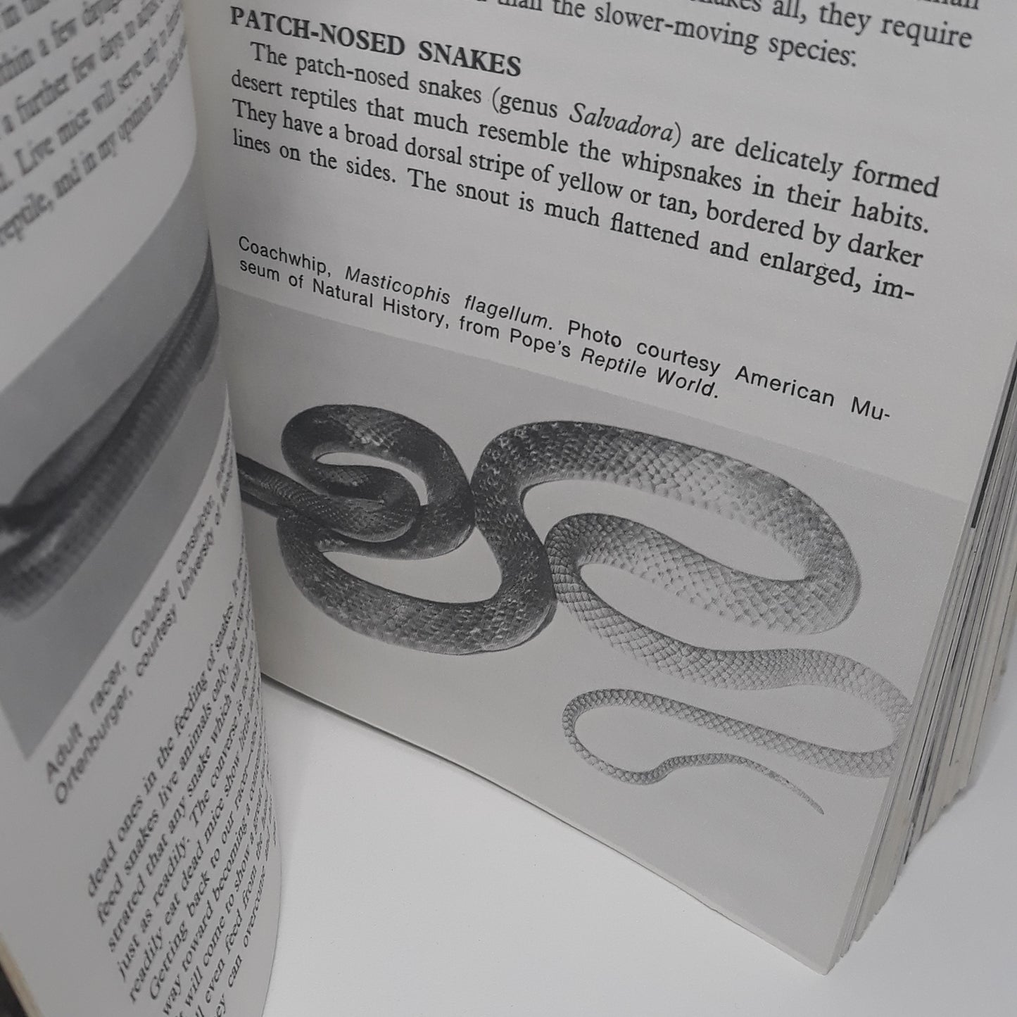Encyklopedia of reptiles and amphibians