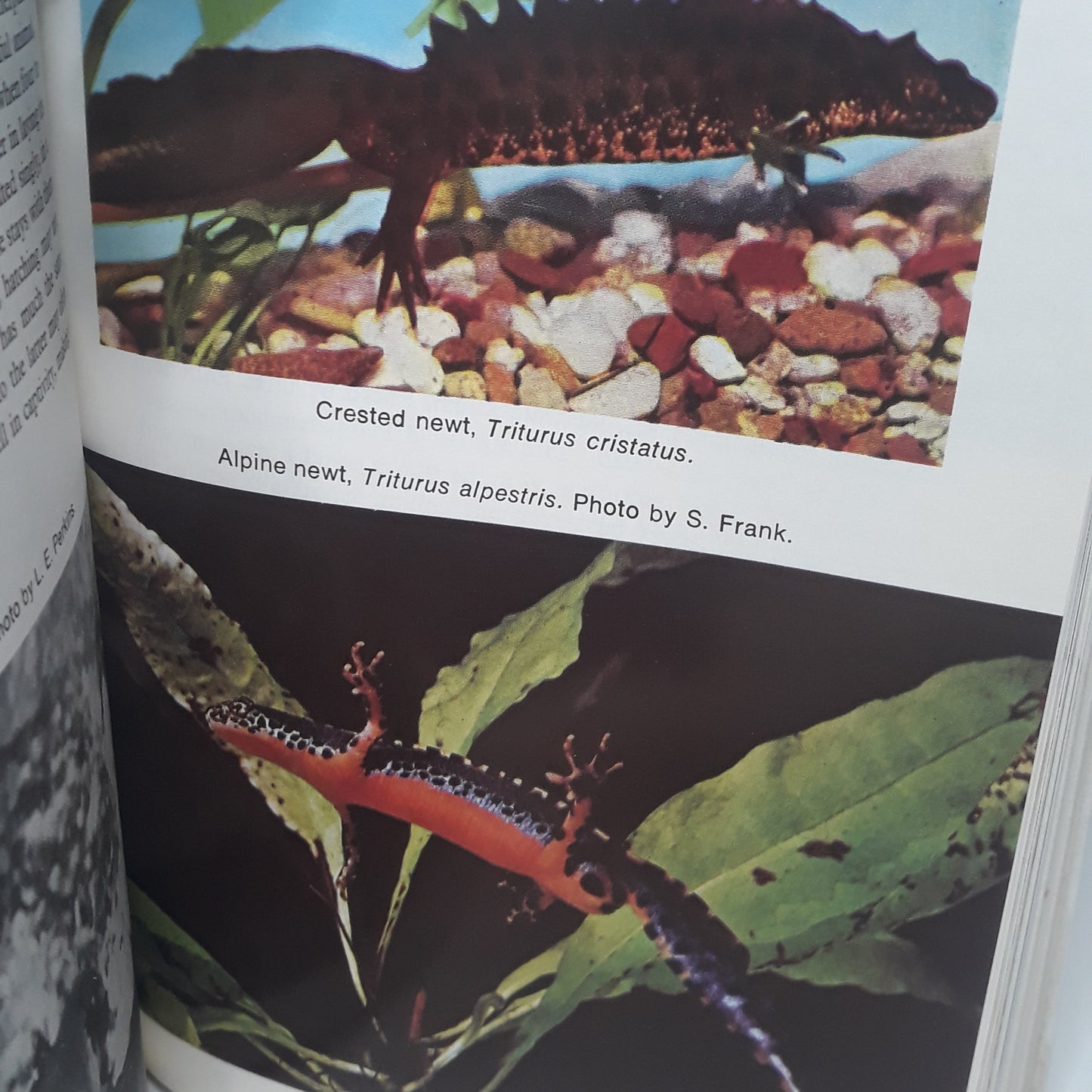 Encyklopedia of reptiles and amphibians