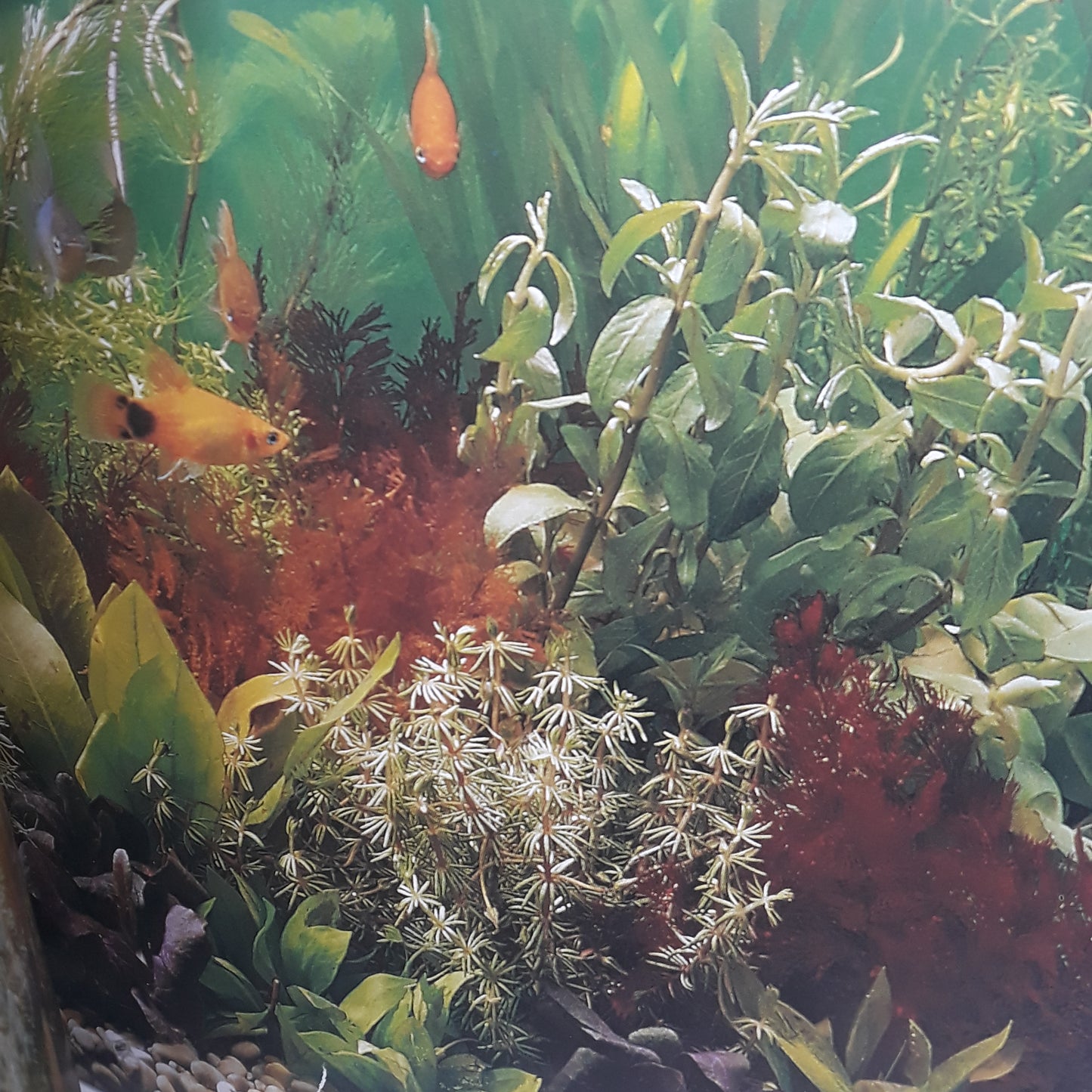 Aquarium style
