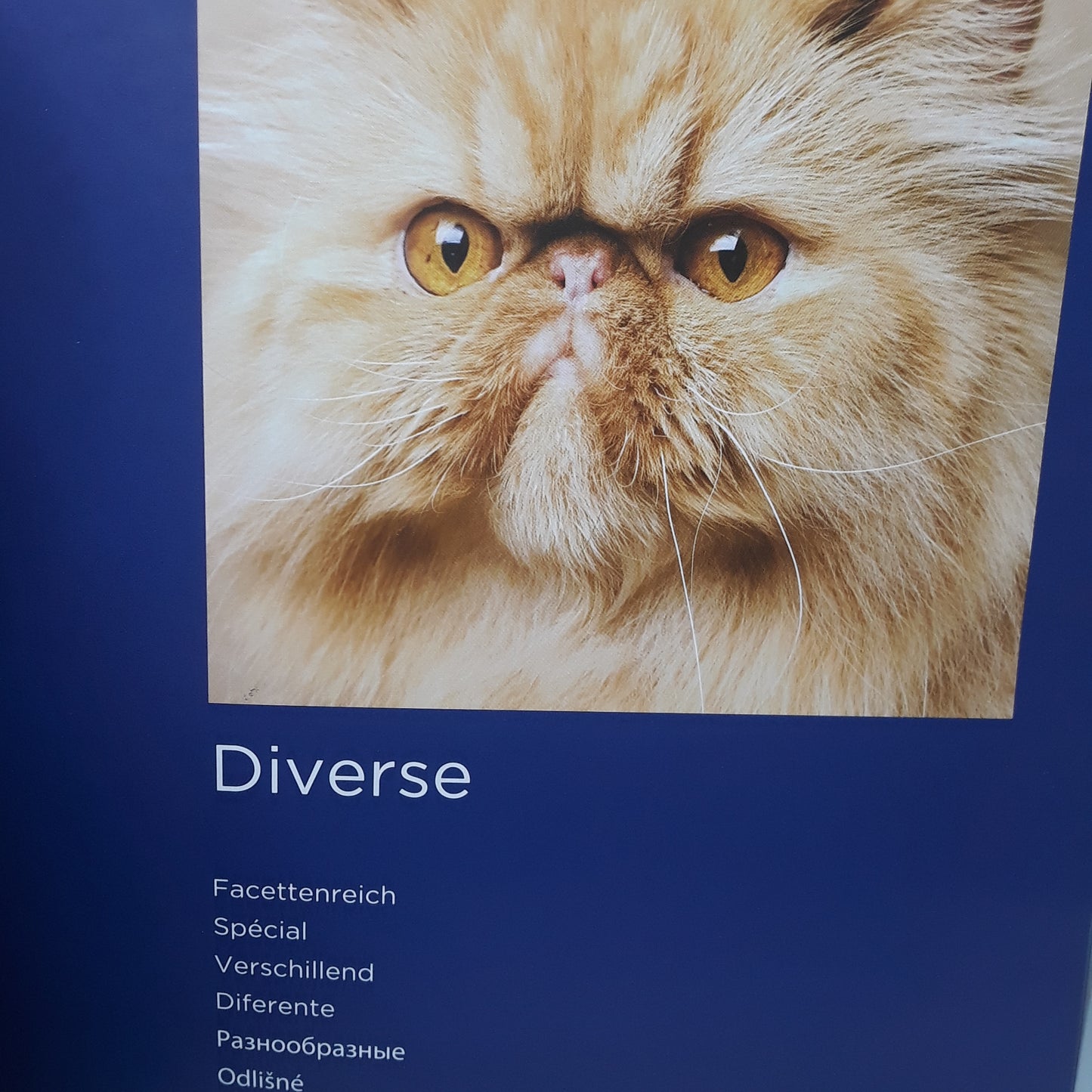 Cats
