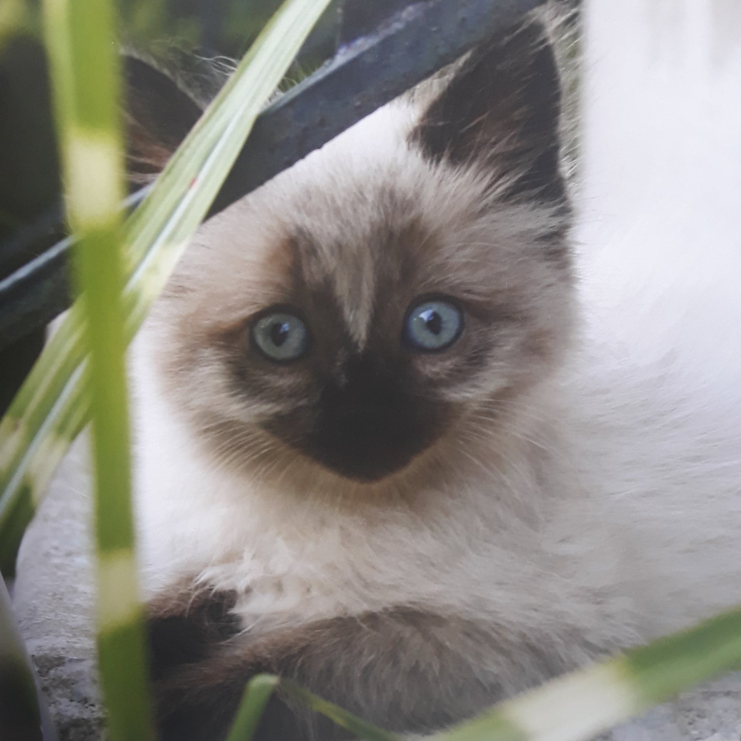 Cats