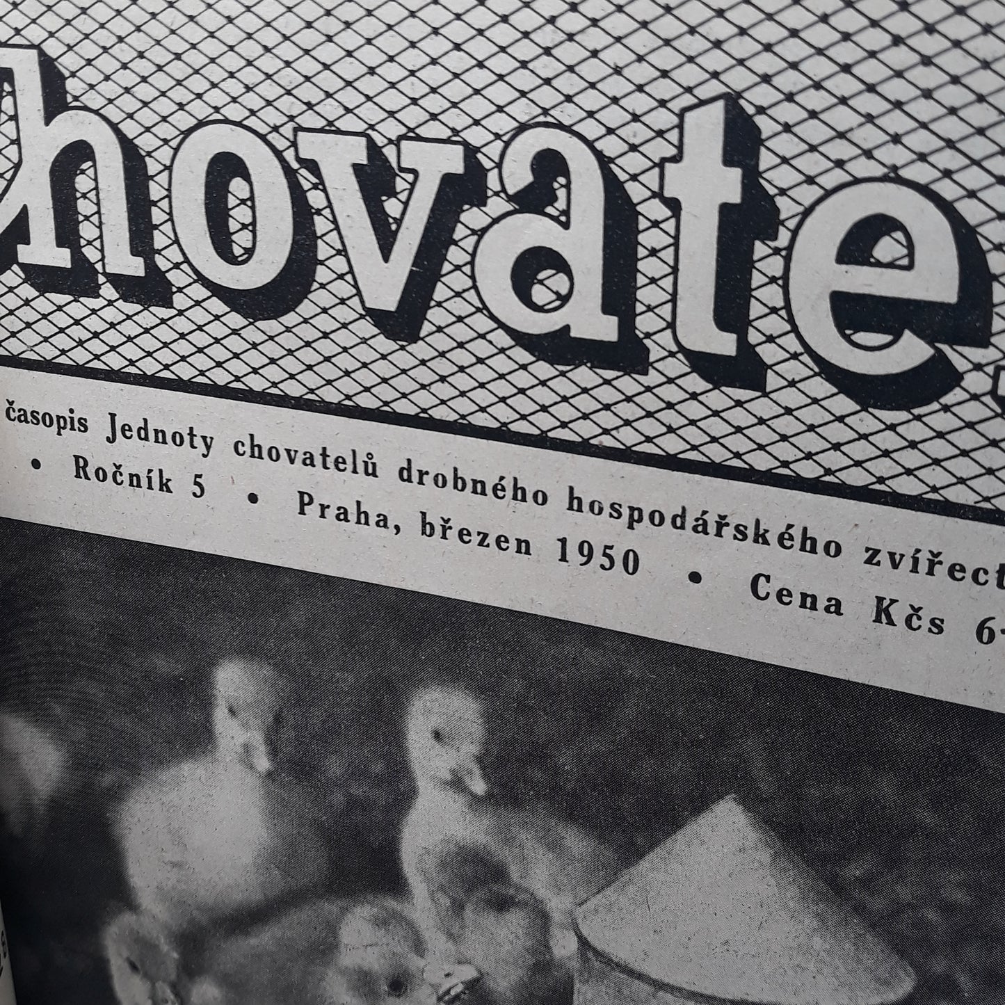 Chovatel 1950
