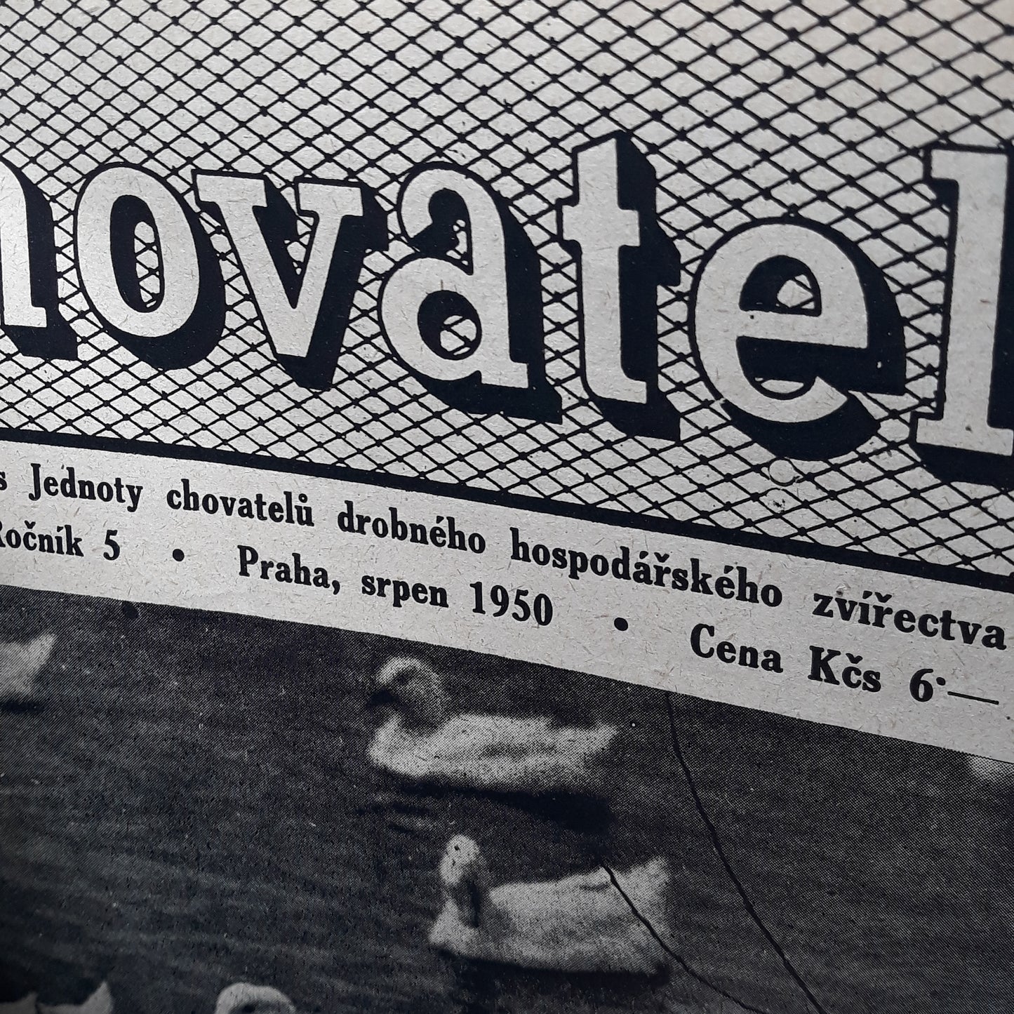 Chovatel 1950
