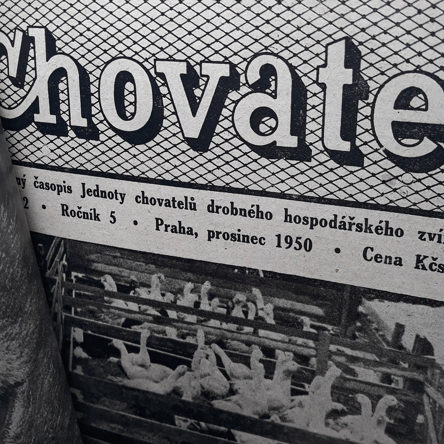 Chovatel 1950