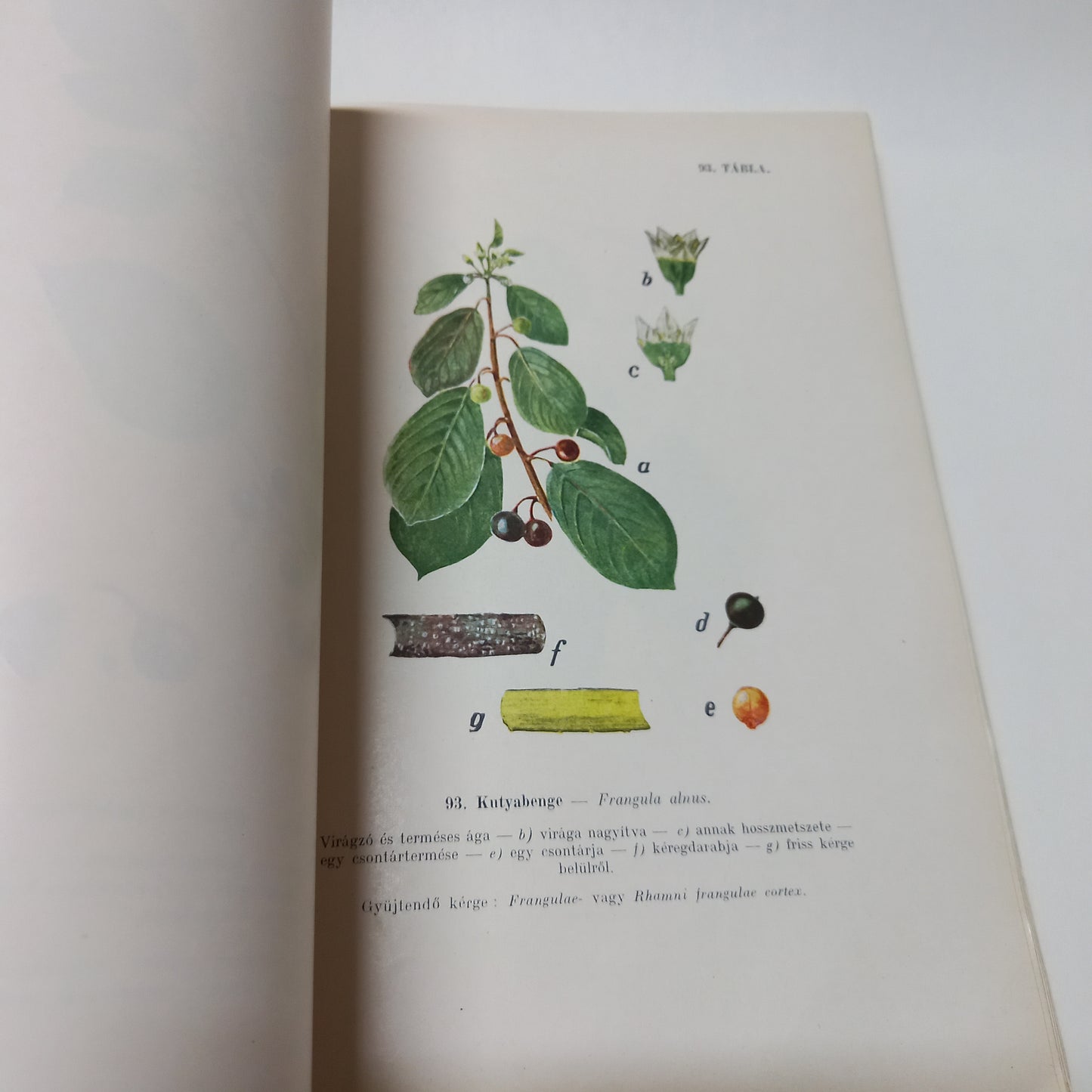 Magyar gyógynövények II